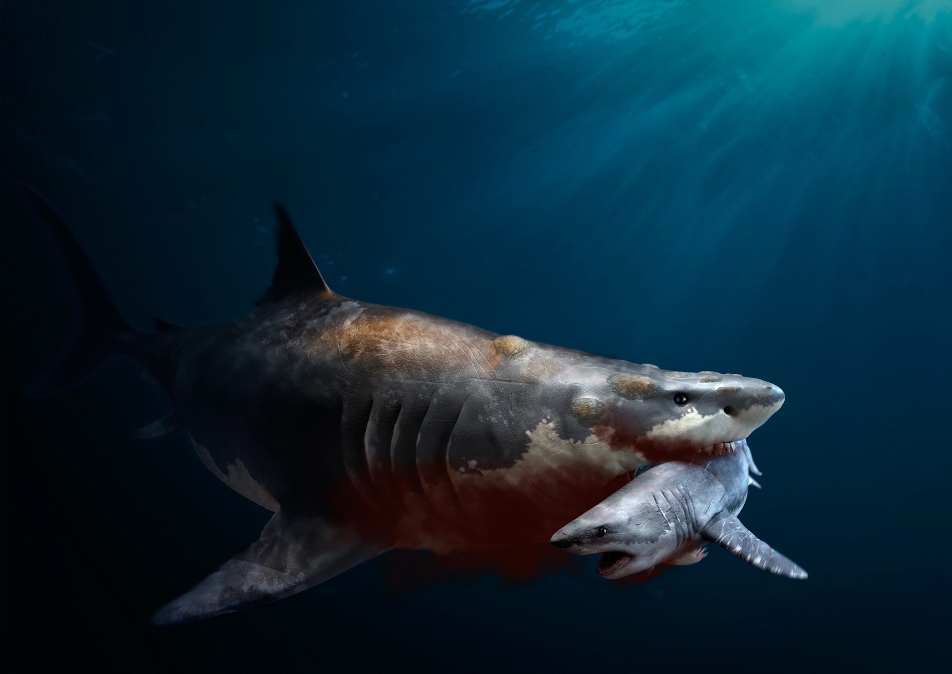 A illustration of an enormous shark with its jaws wrapped around prey, which in this case is another shark similar to a great white shark