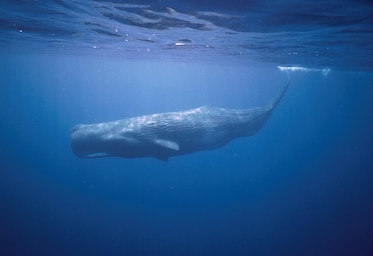 a sperm whale