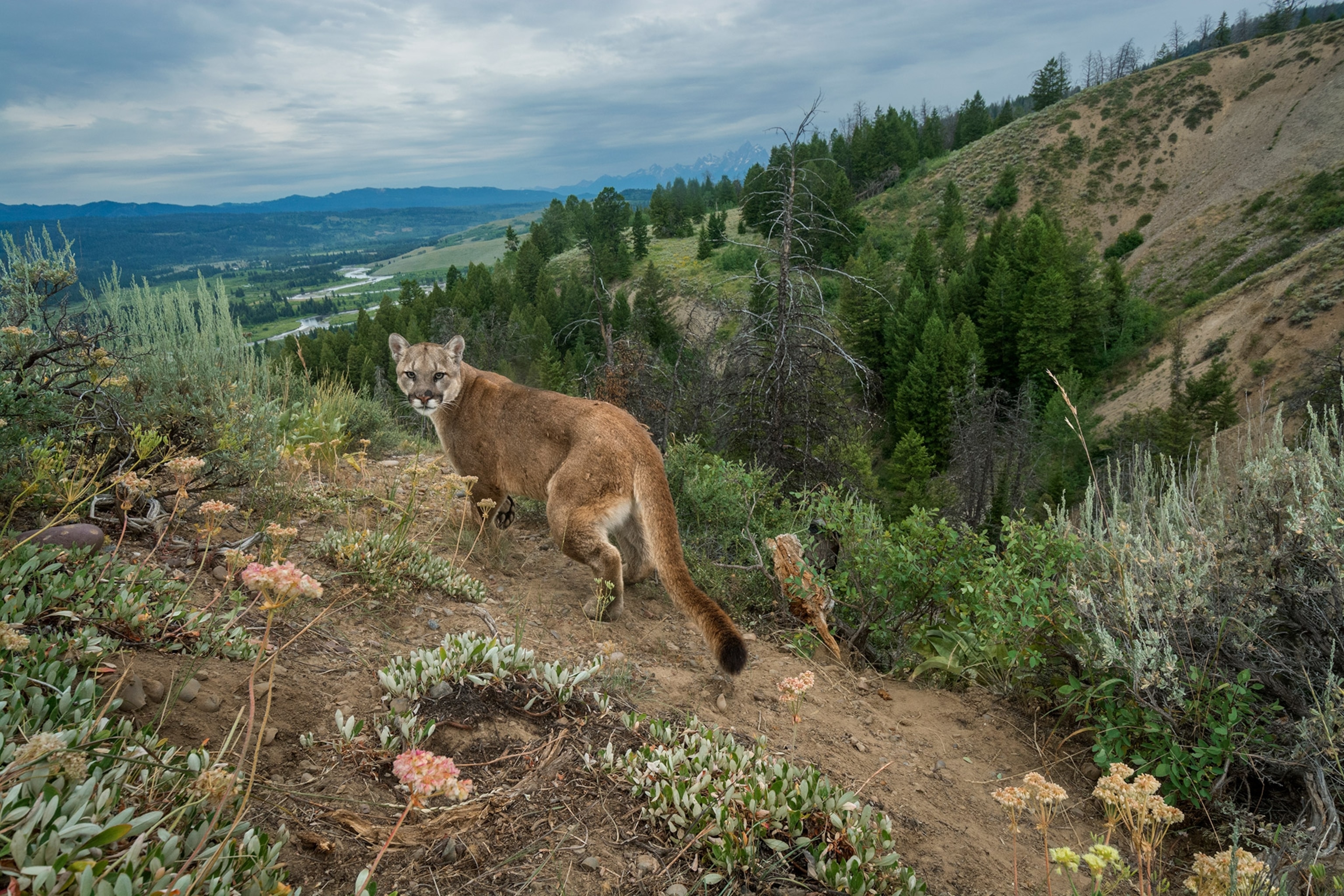 A remote camera captures a cougar walking a game trail above the Buffalo Fork River near Grand Teton.