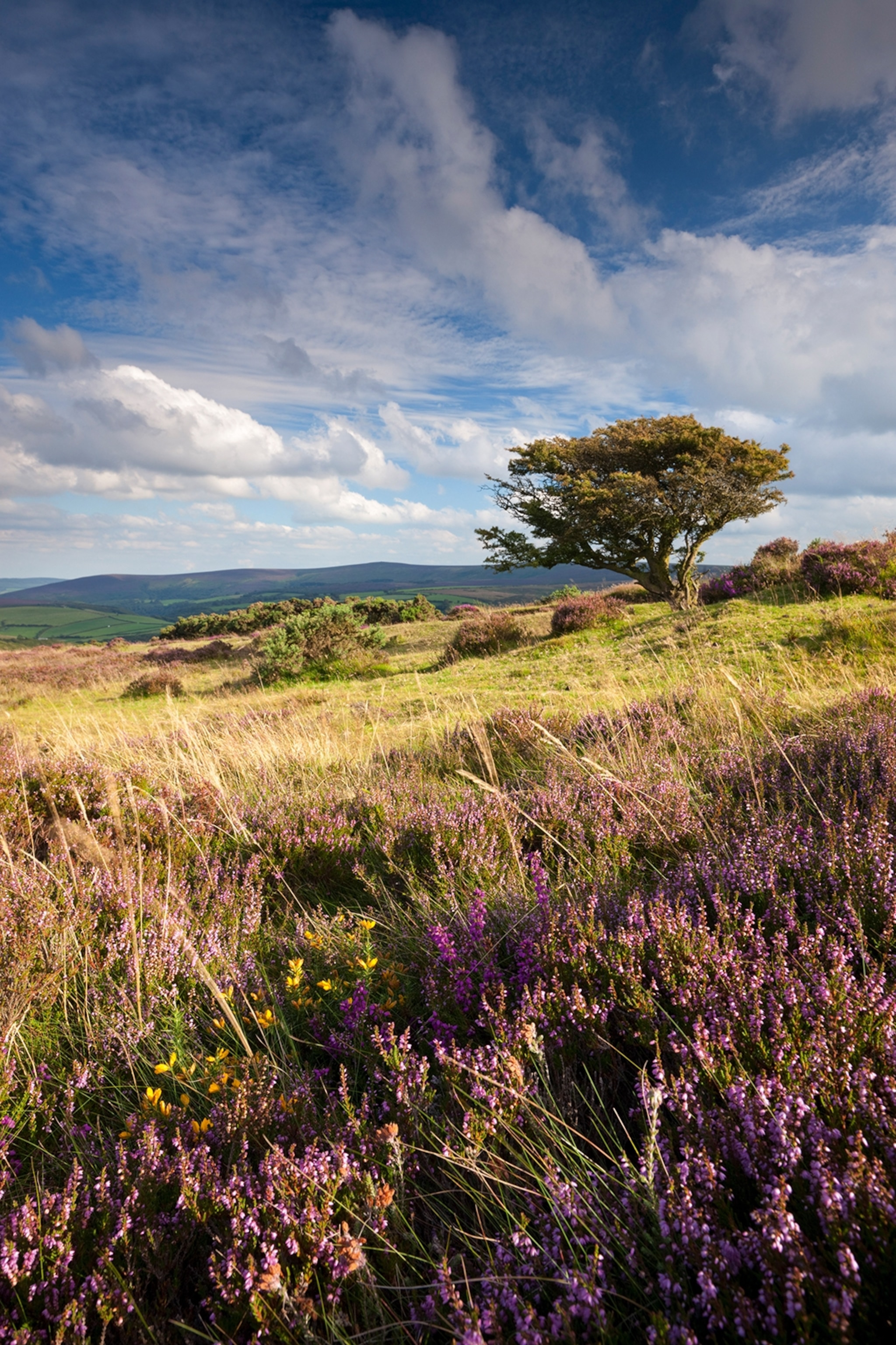 A country landscape on a windy hilltop, with heather, hawthorn and trees in the background.