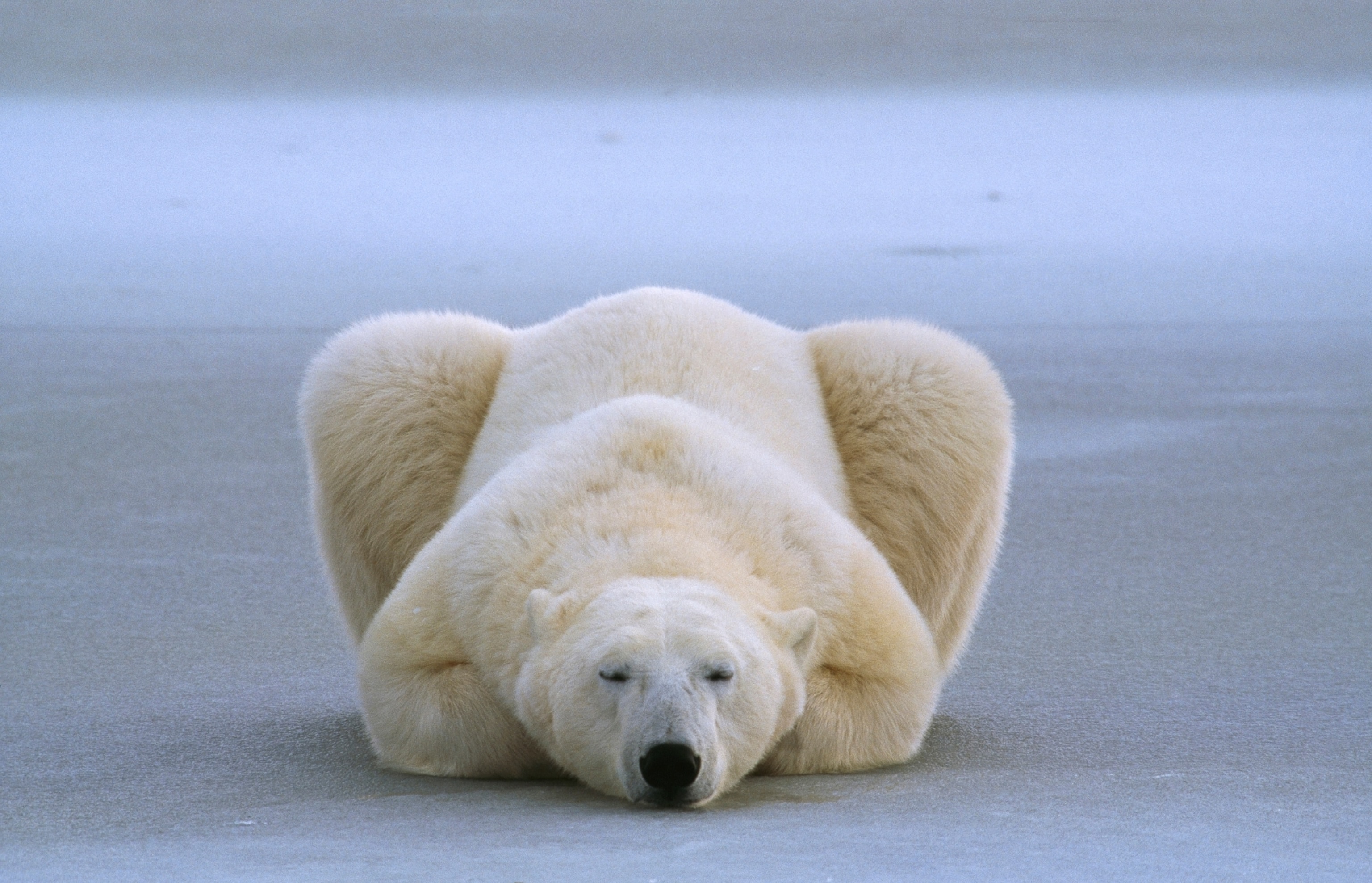a polar bear sleeping with paws folded under him
