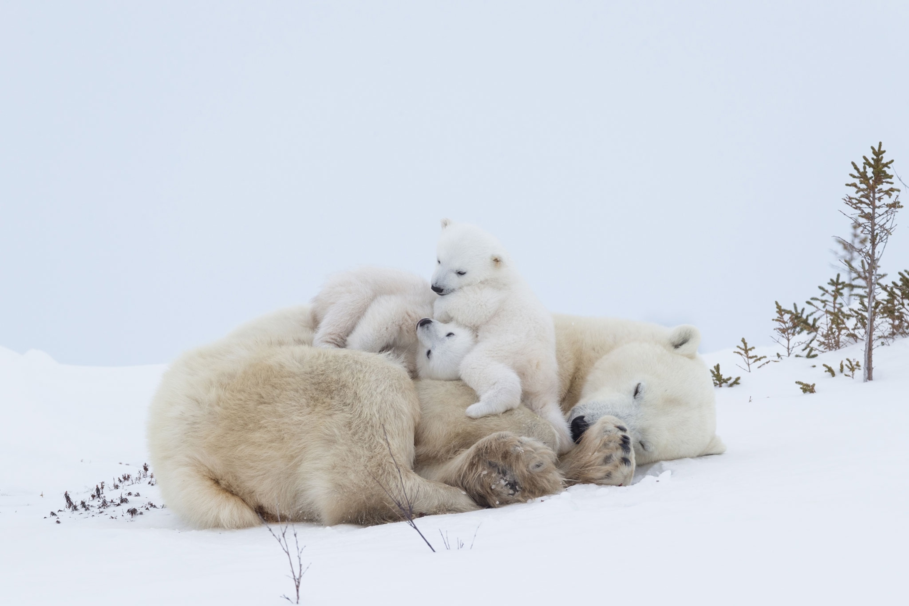 two polar bear cups play on their mother sleeping in the snow