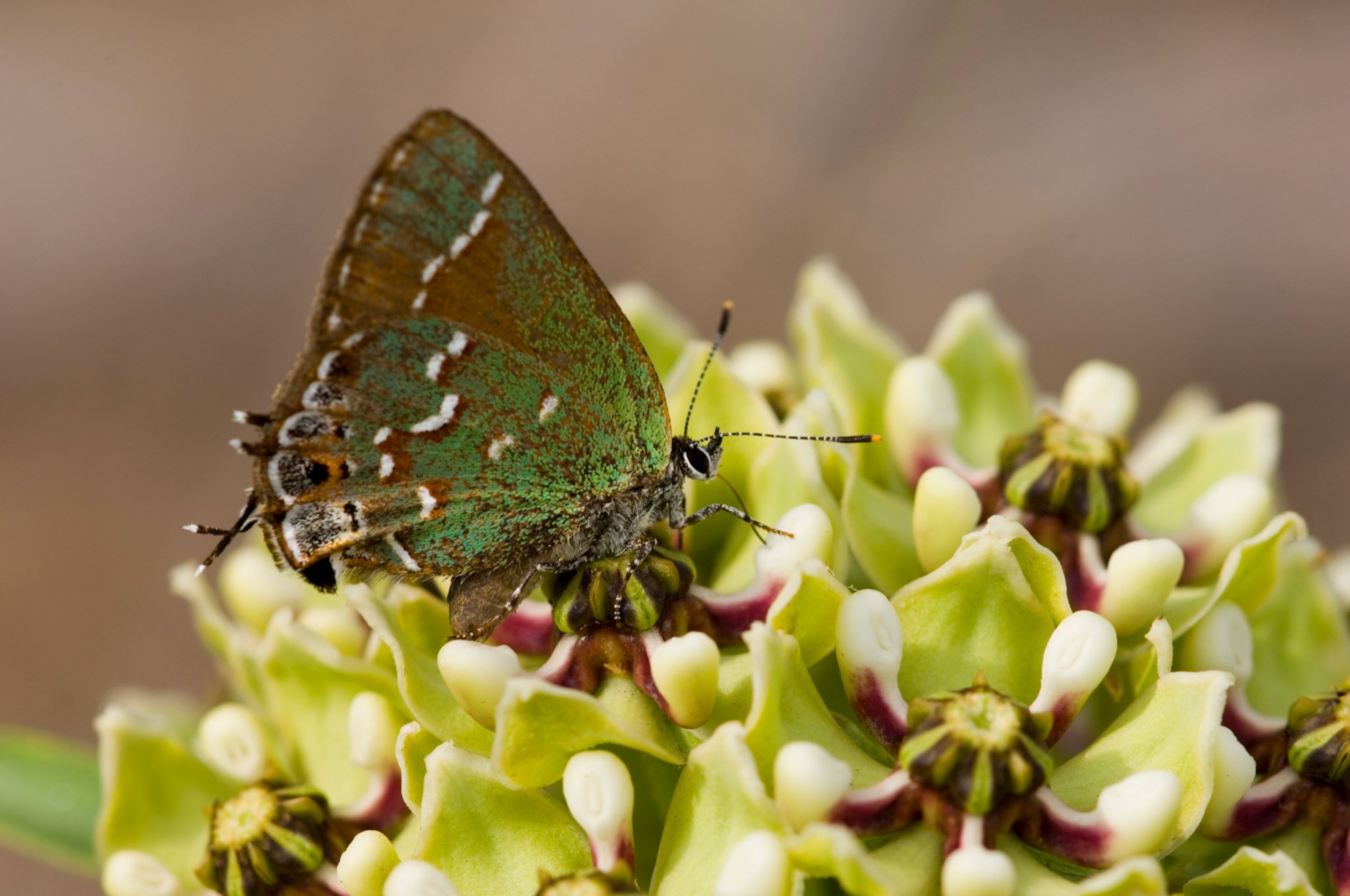 a butterfly sits on a milkweed plant in Texas