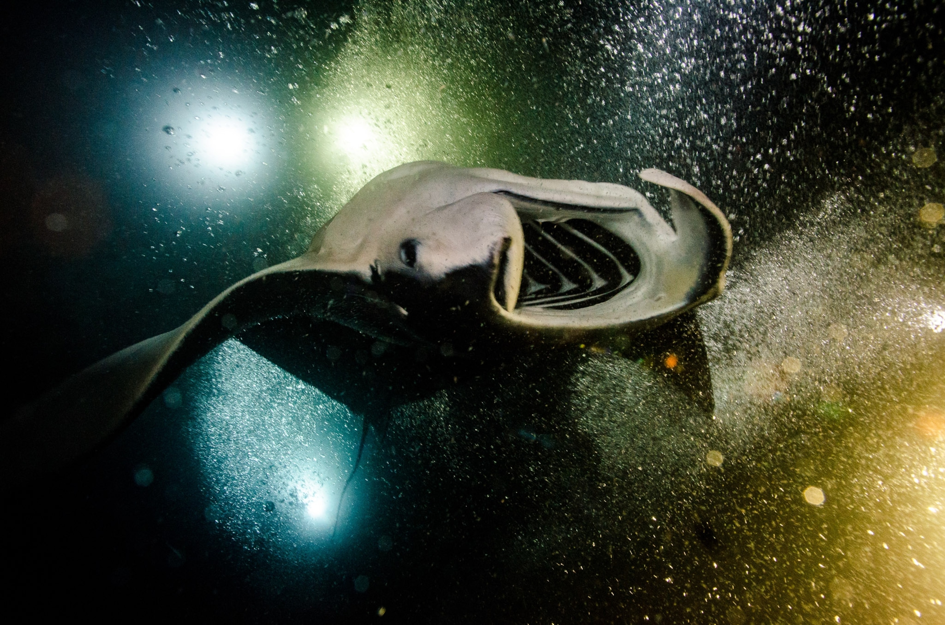 Lights illuminate a manta ray underwater