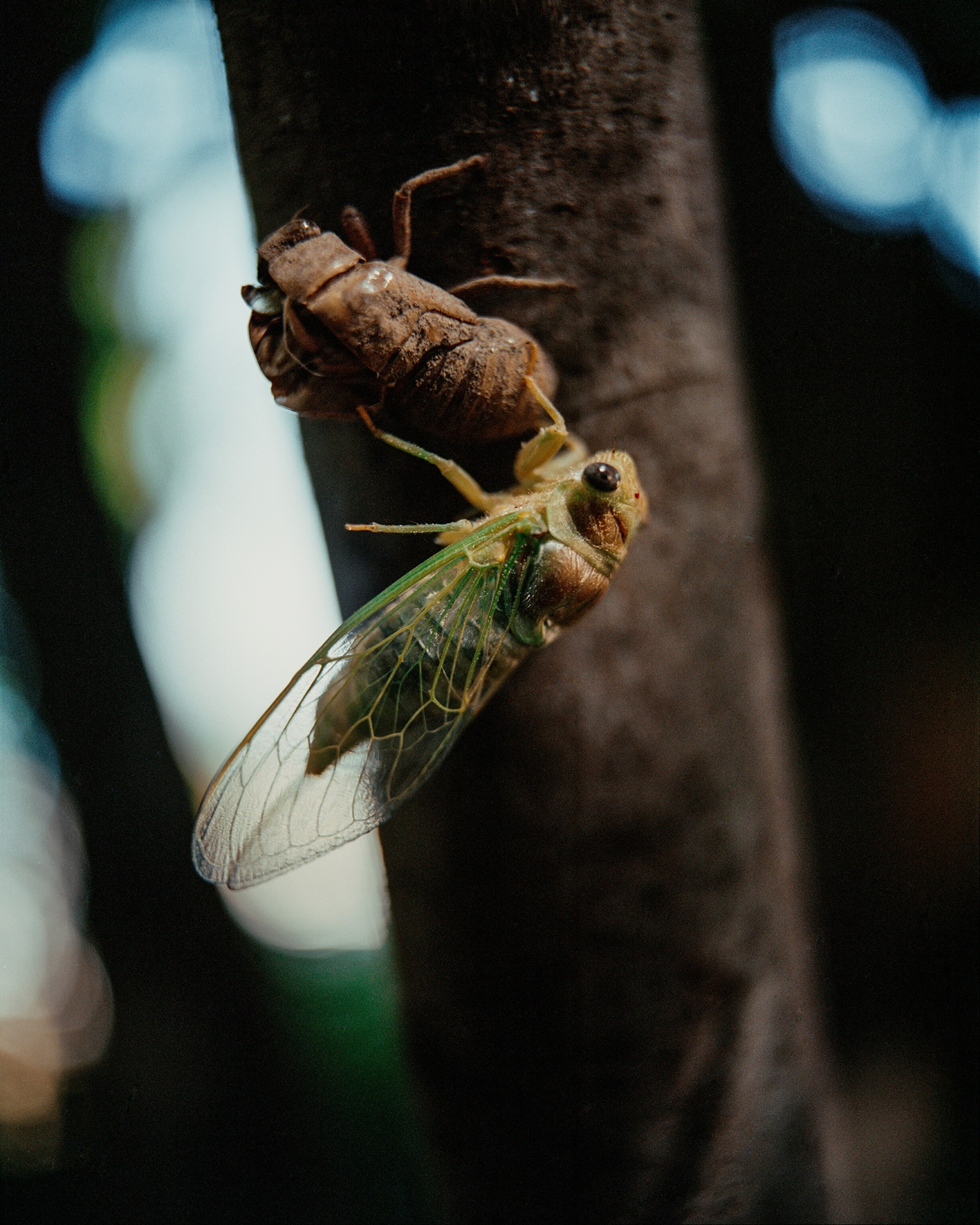 A cicada emerging from its cocoon on a tree.