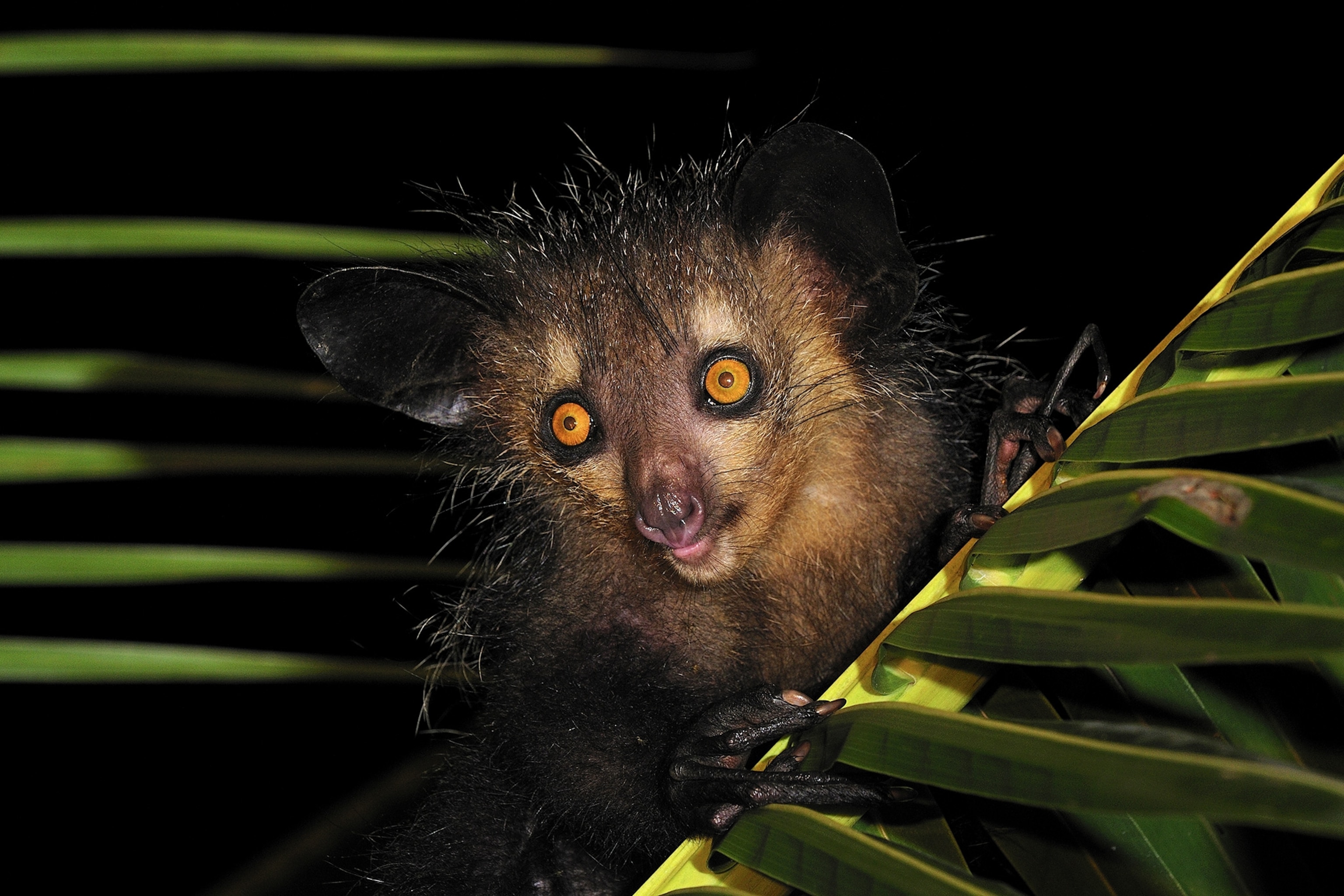 an aye-aye