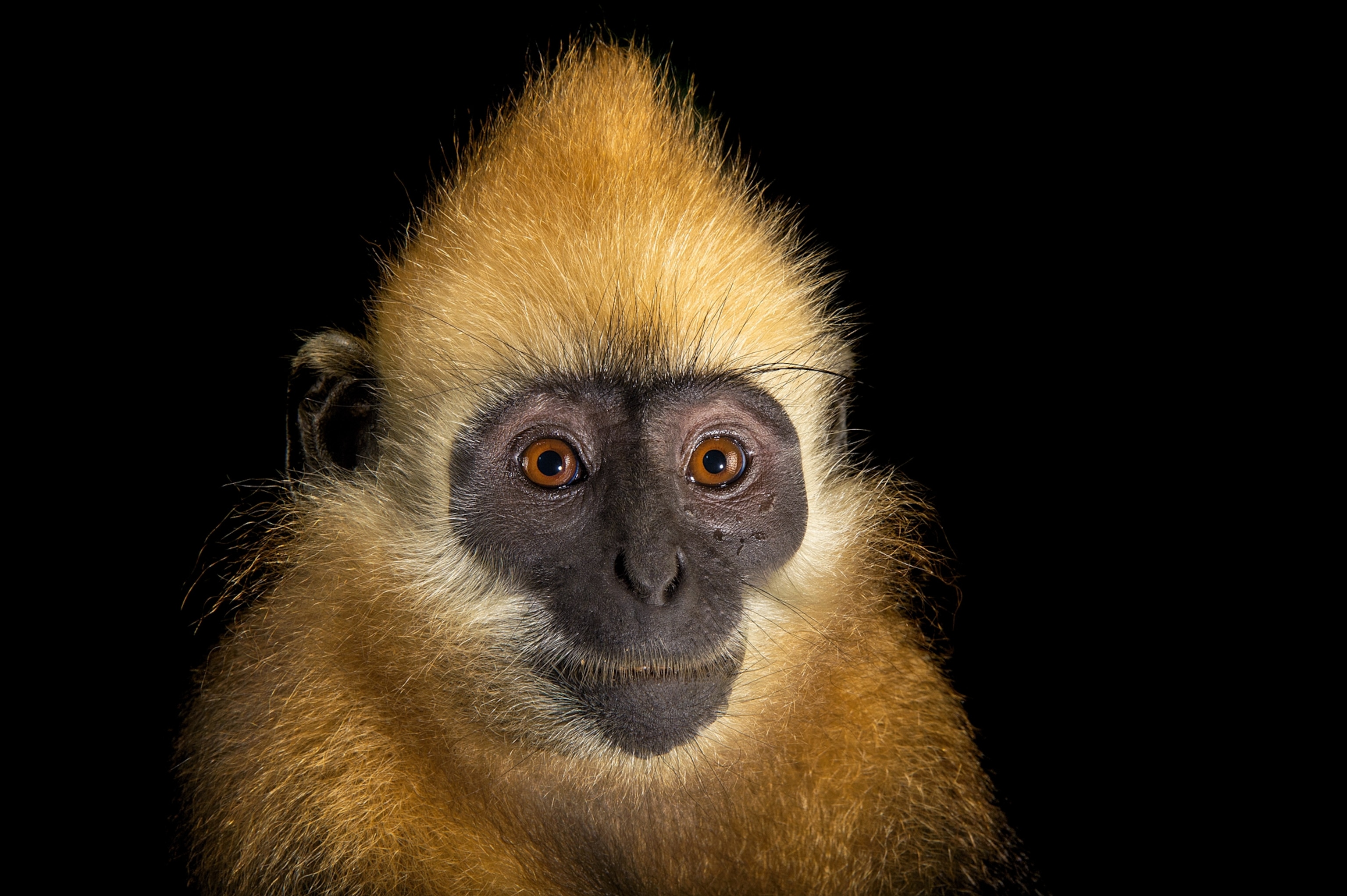 a Cat Ba langur