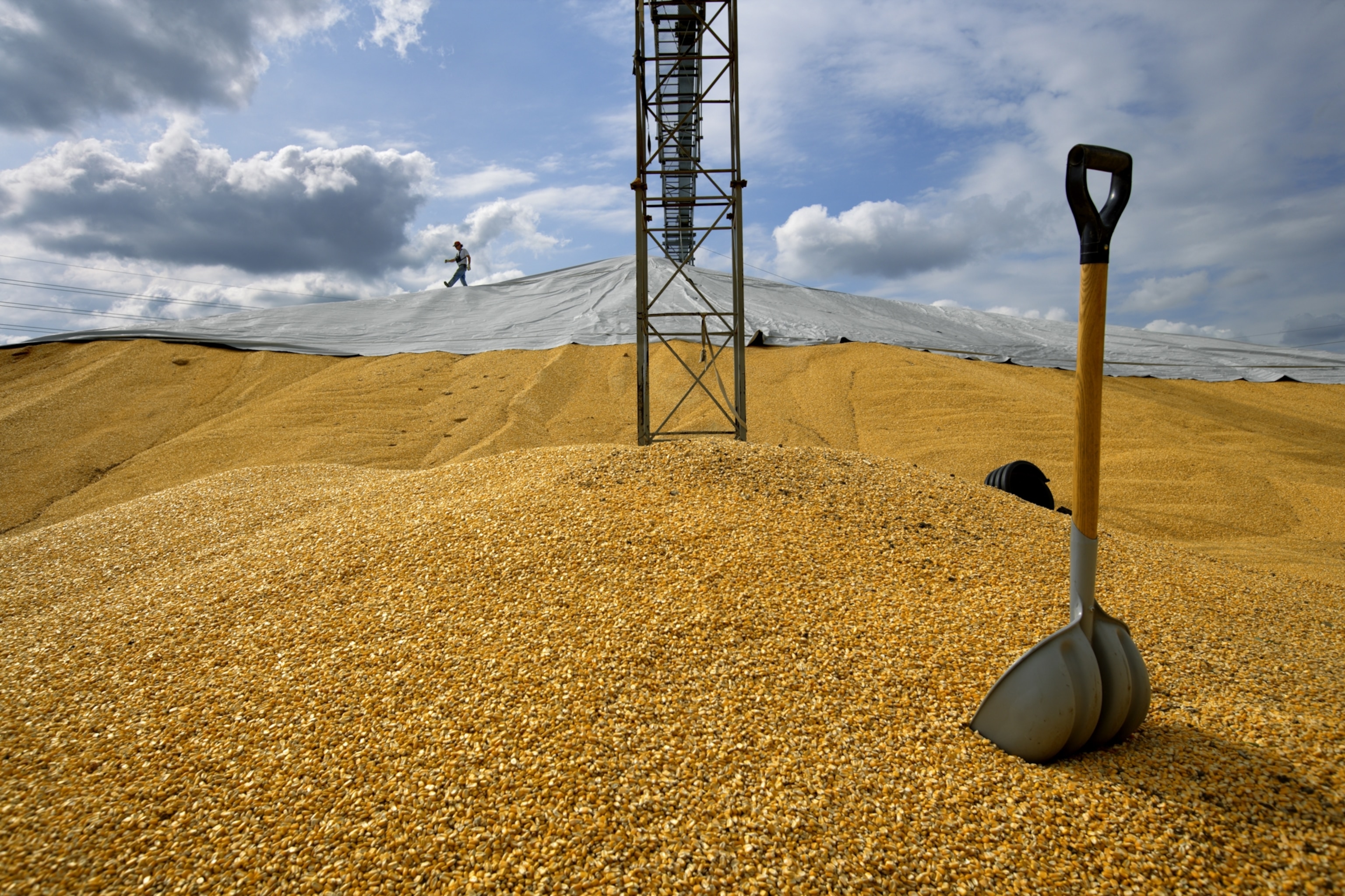 Large pile of dry, yellow, corn kernels, which appear as yellow hills filling the foreground.