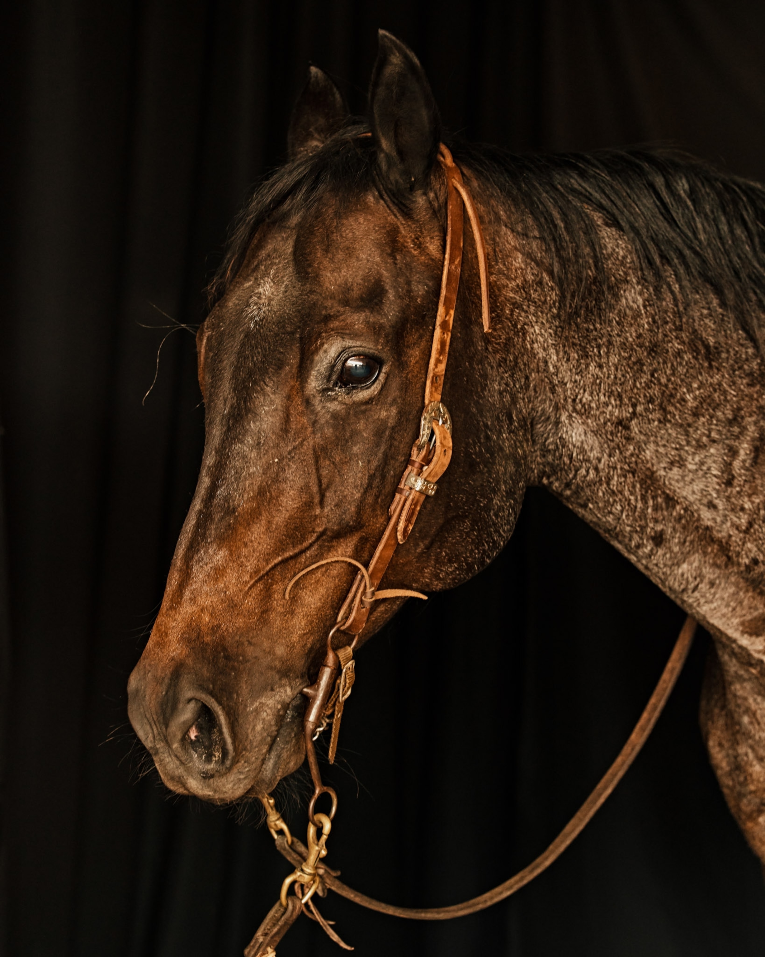 horse portrait