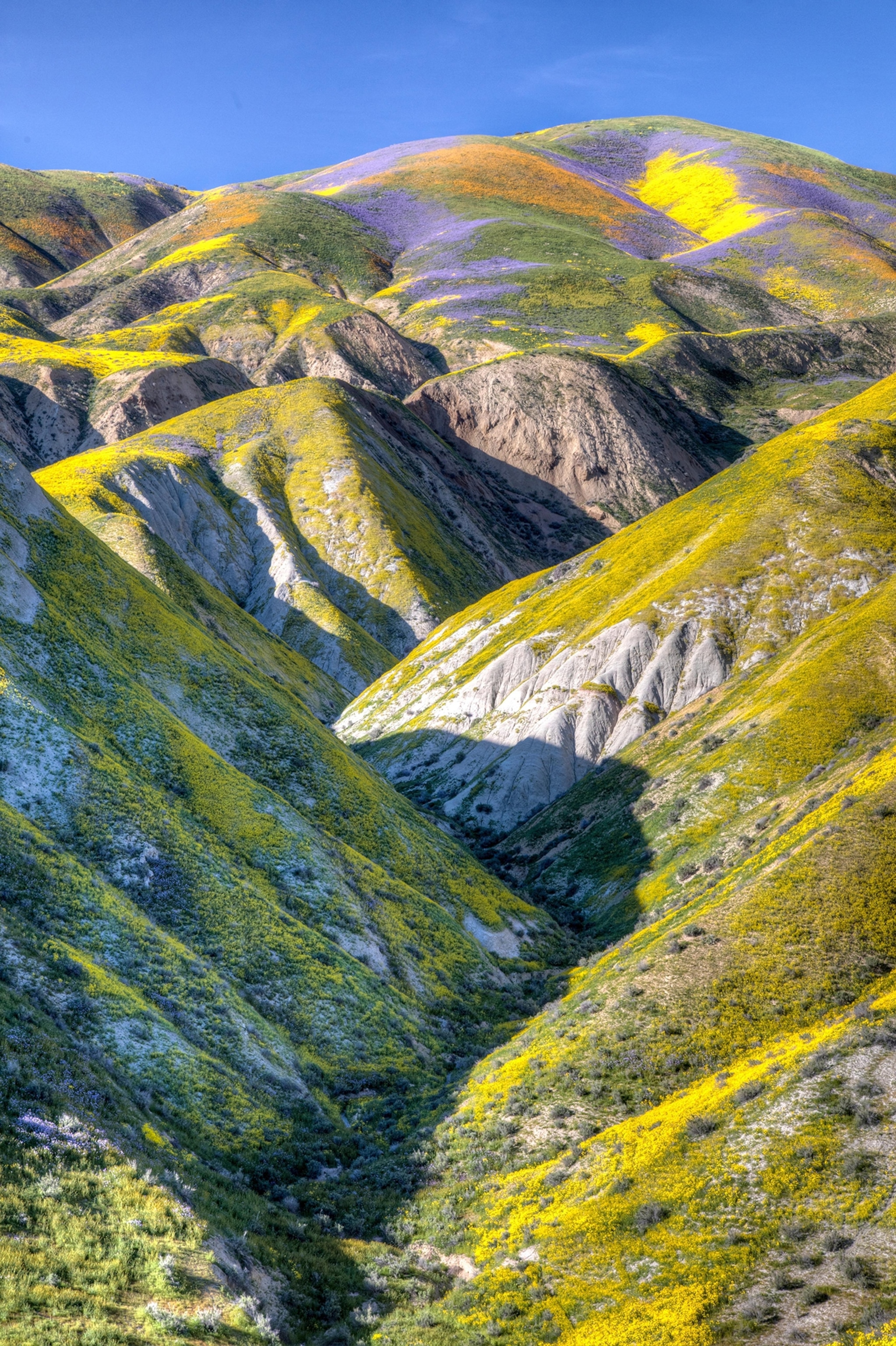 Wildflowers carpet the fields and hills of the Carrizo Plains National Monument during a super bloom April 1, 2017 in southeastern San Luis Obispo County, California.