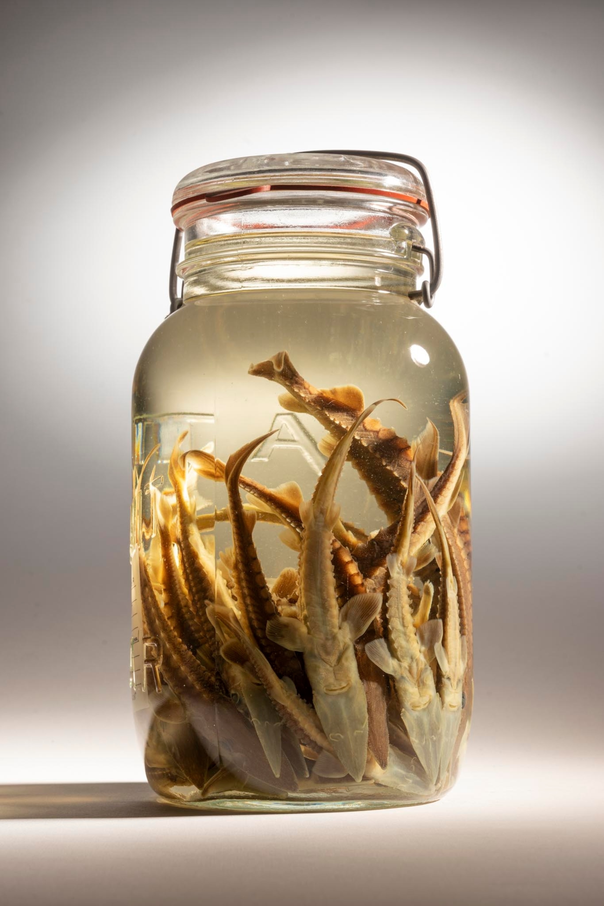 shortnose sturgeons in a jar