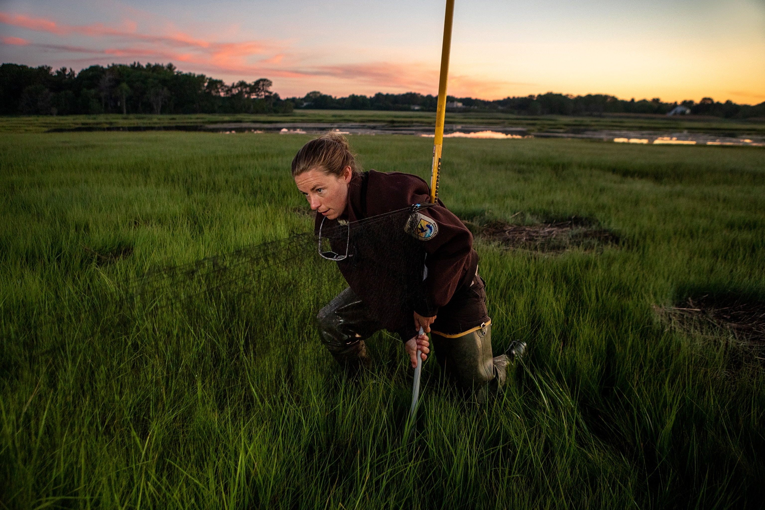 Bri Benvenuti sets up mist nests in a saltmarsh.