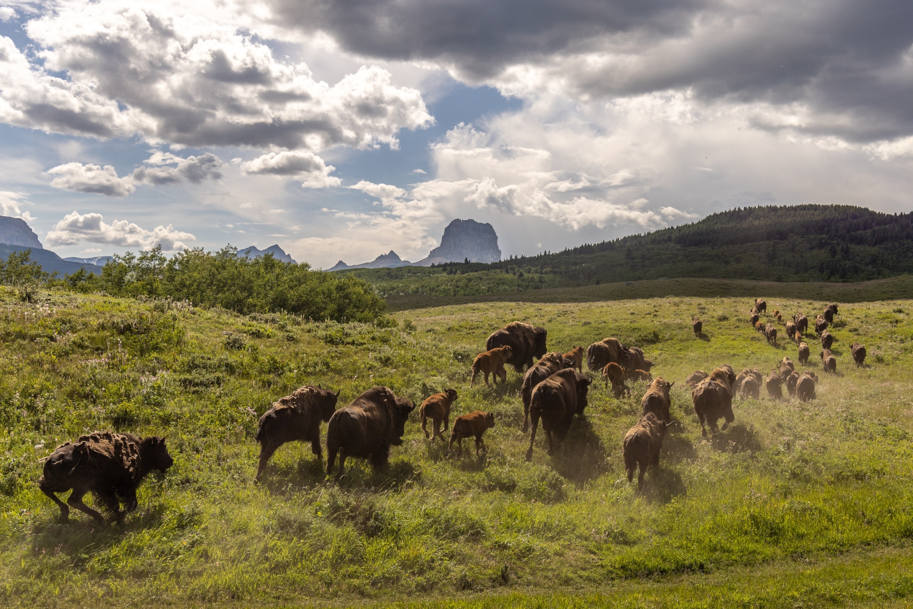 Buffalo run out of the soft release enclosure towards Chief Mountain on the Blackfeet reservation