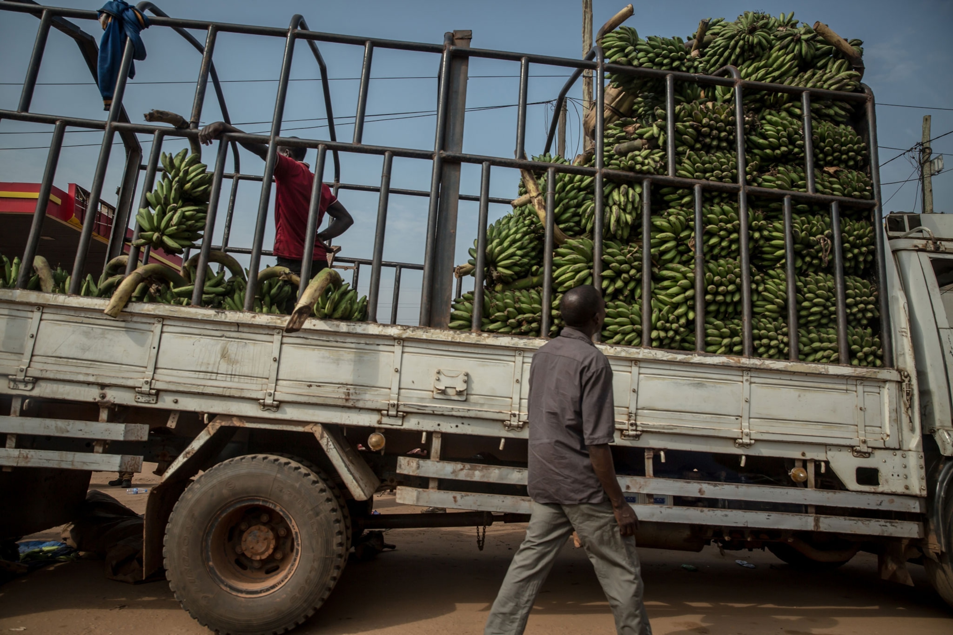 workers load bananas onto a truck