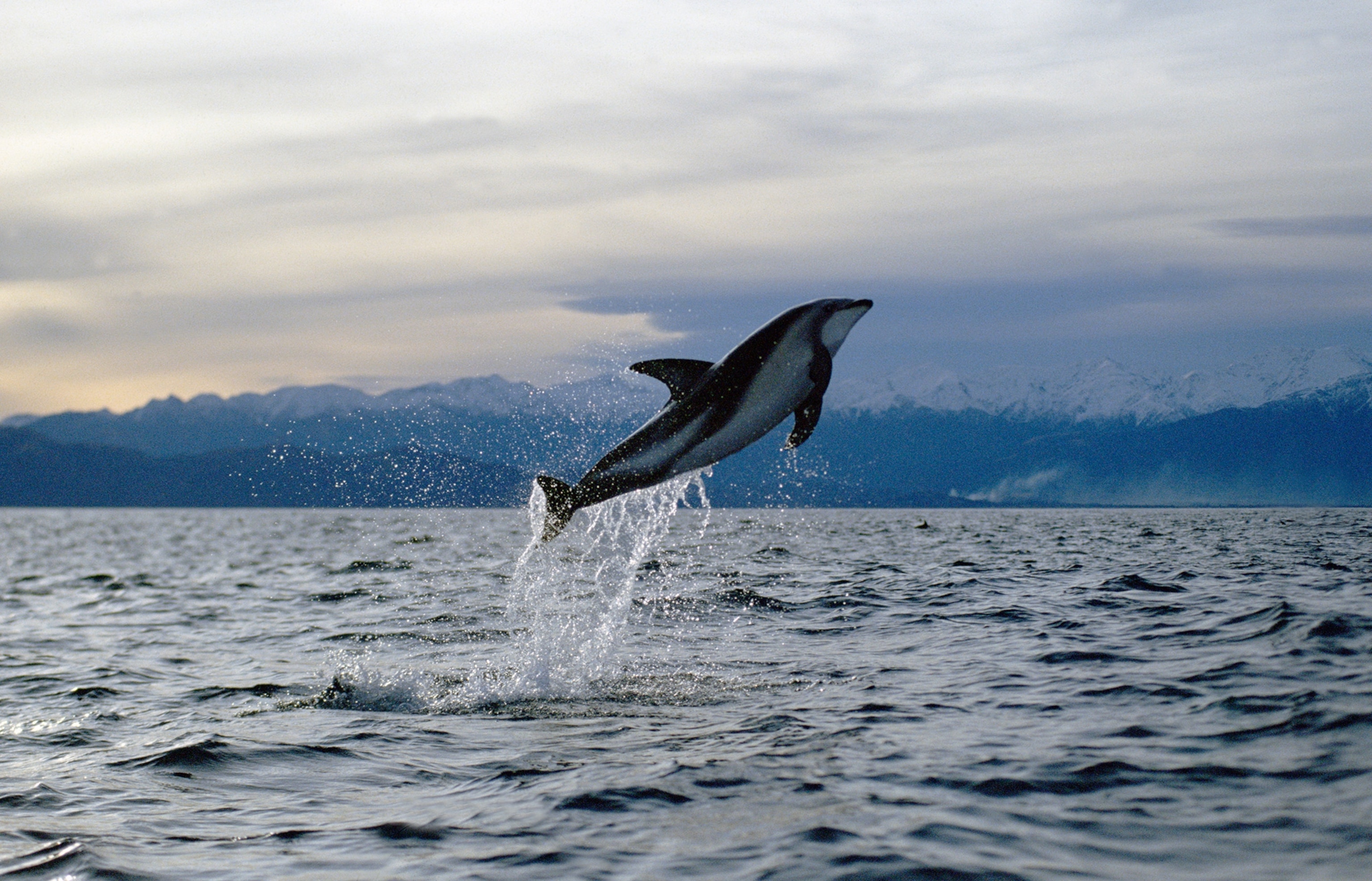 a Dusky Dolphin