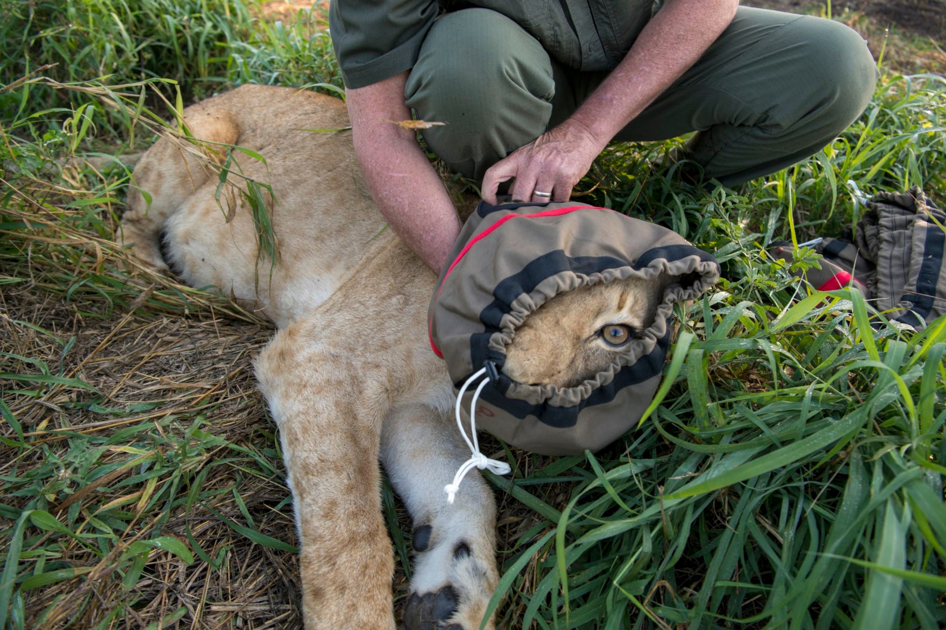 sedated lion
