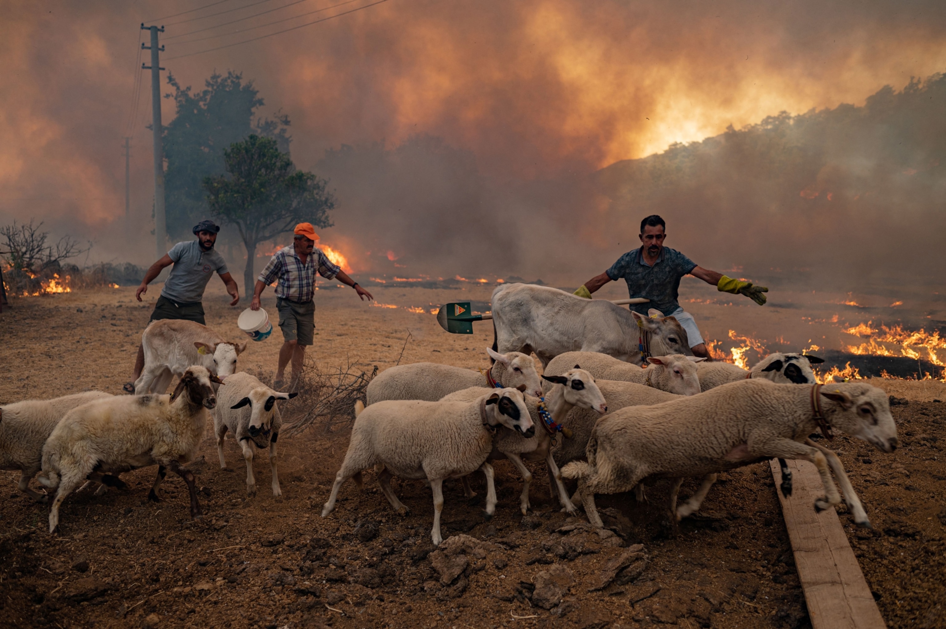 three men gathering panicked looking sheep as fire advances closer in the background