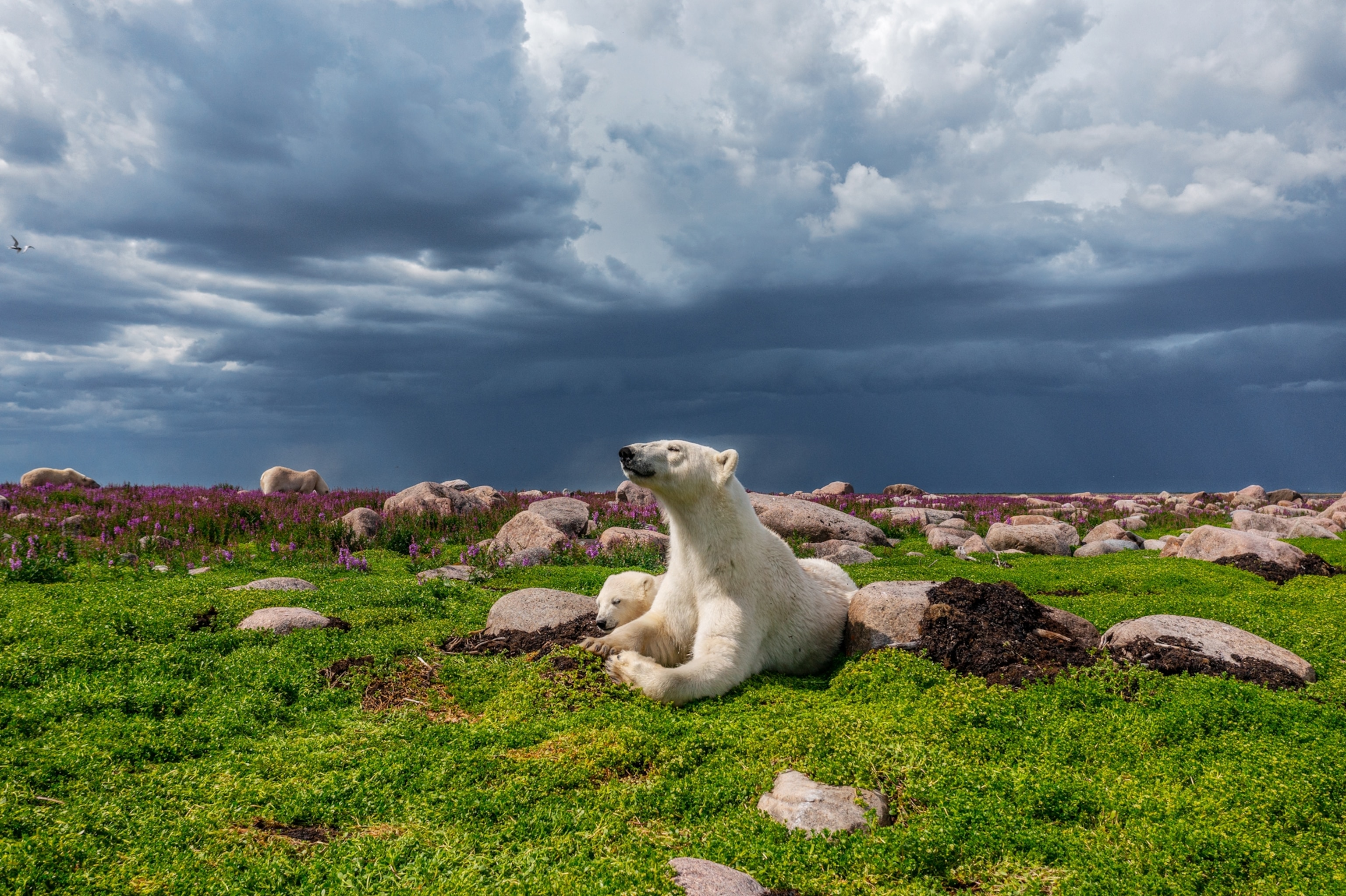 Picture of mom bear and her baby cub take shelter from a large storm.