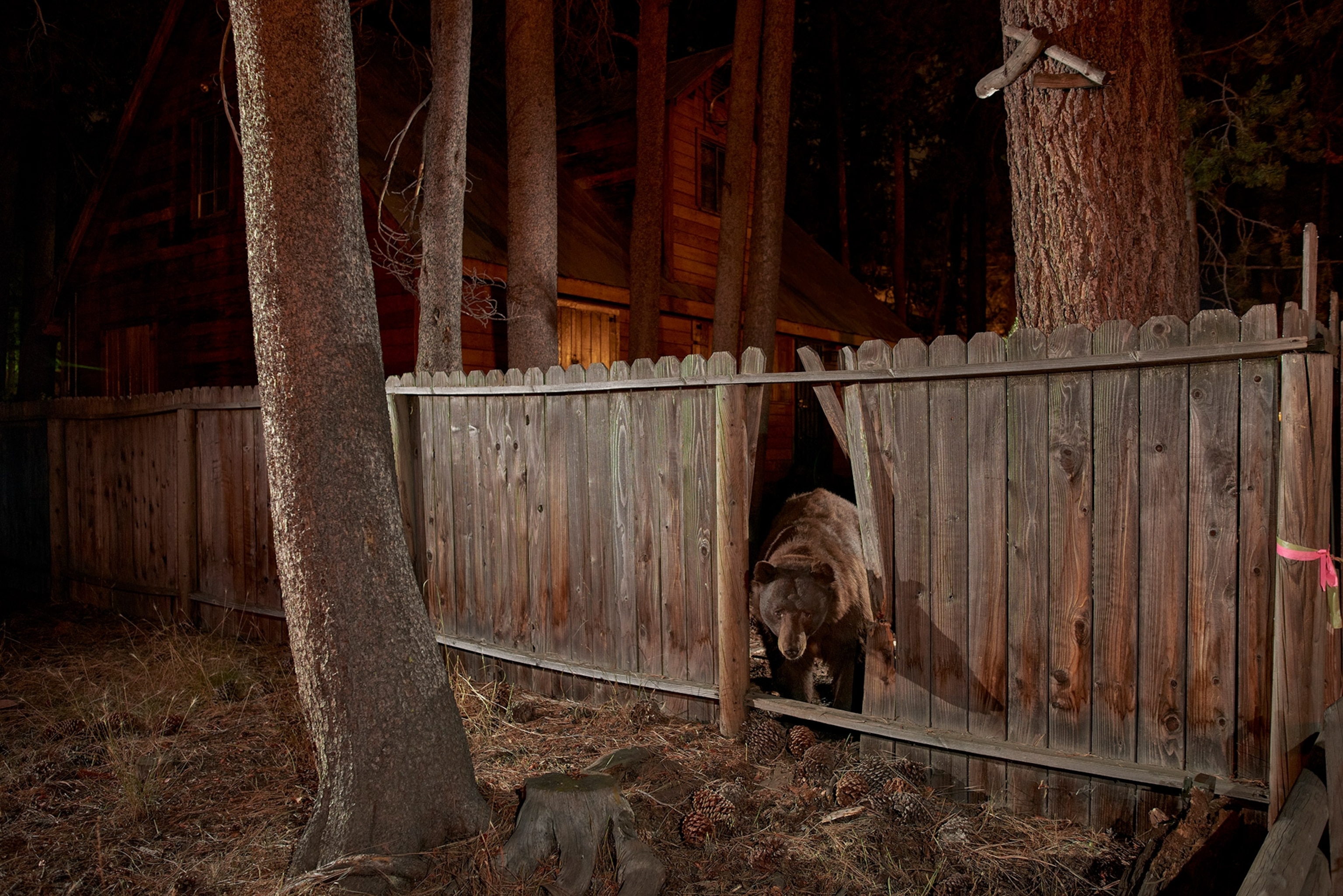 A Bear peaks through a wooden fence