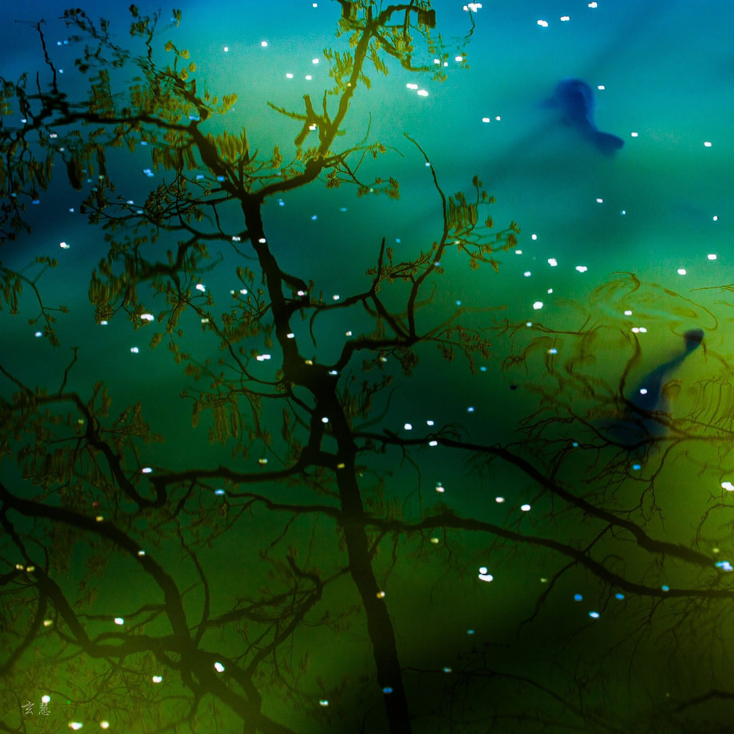 A reflection of cherry blossoms in water