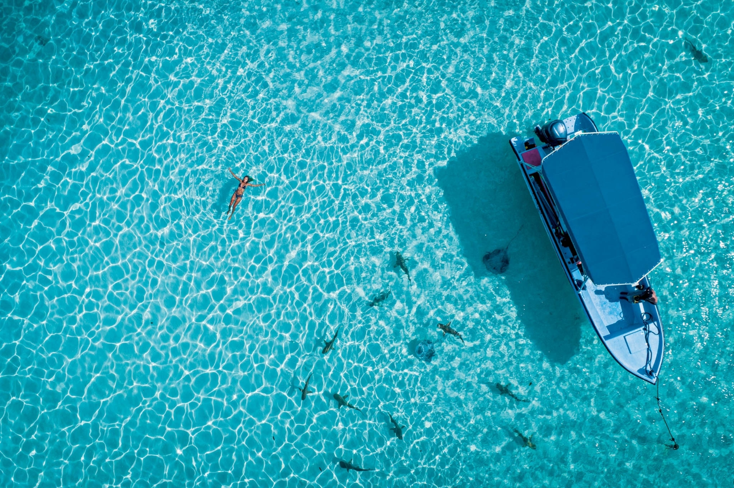 a woman swimming with sharks
