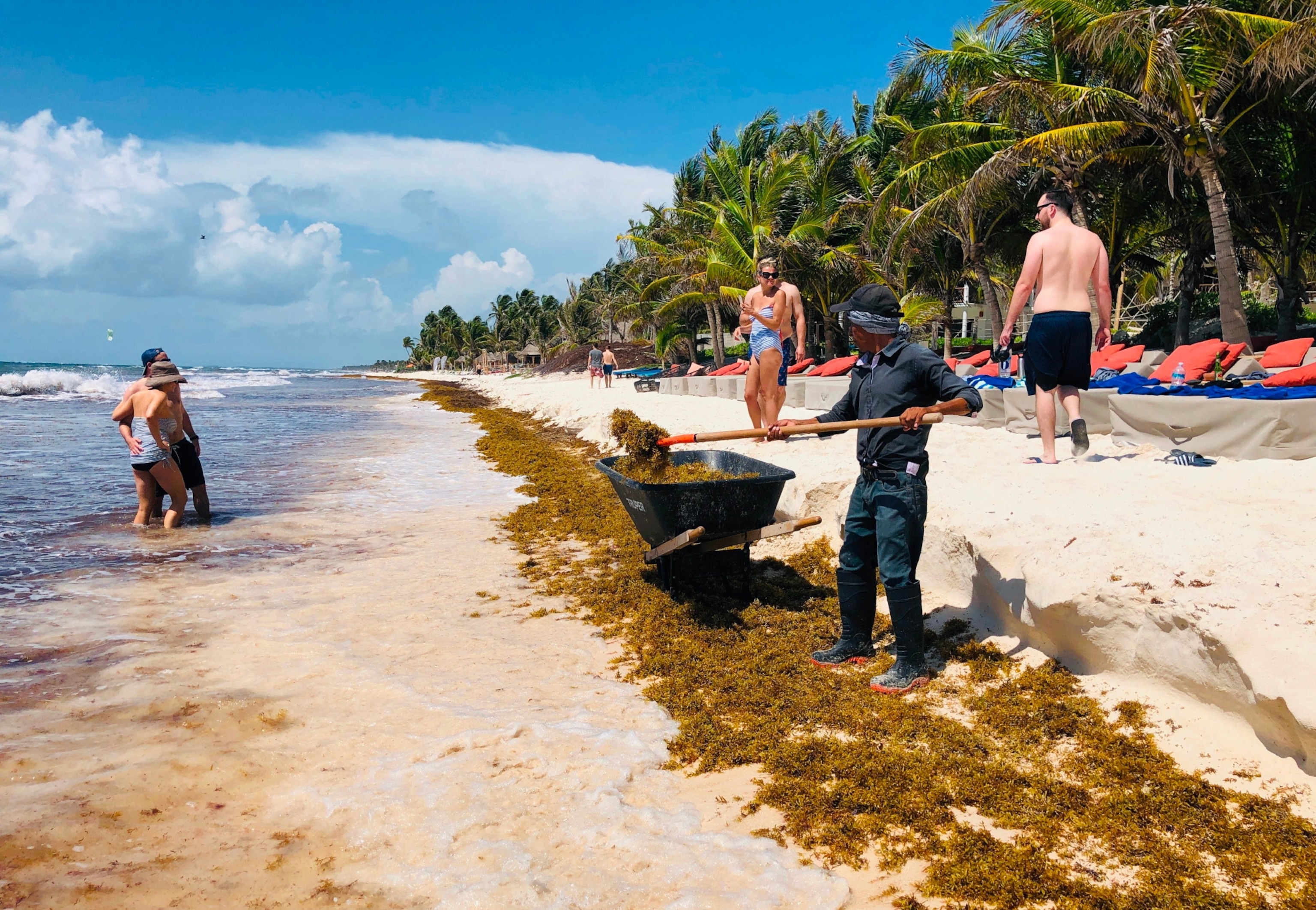 A man shovels seaweed on a beach as tourists take pictures around him