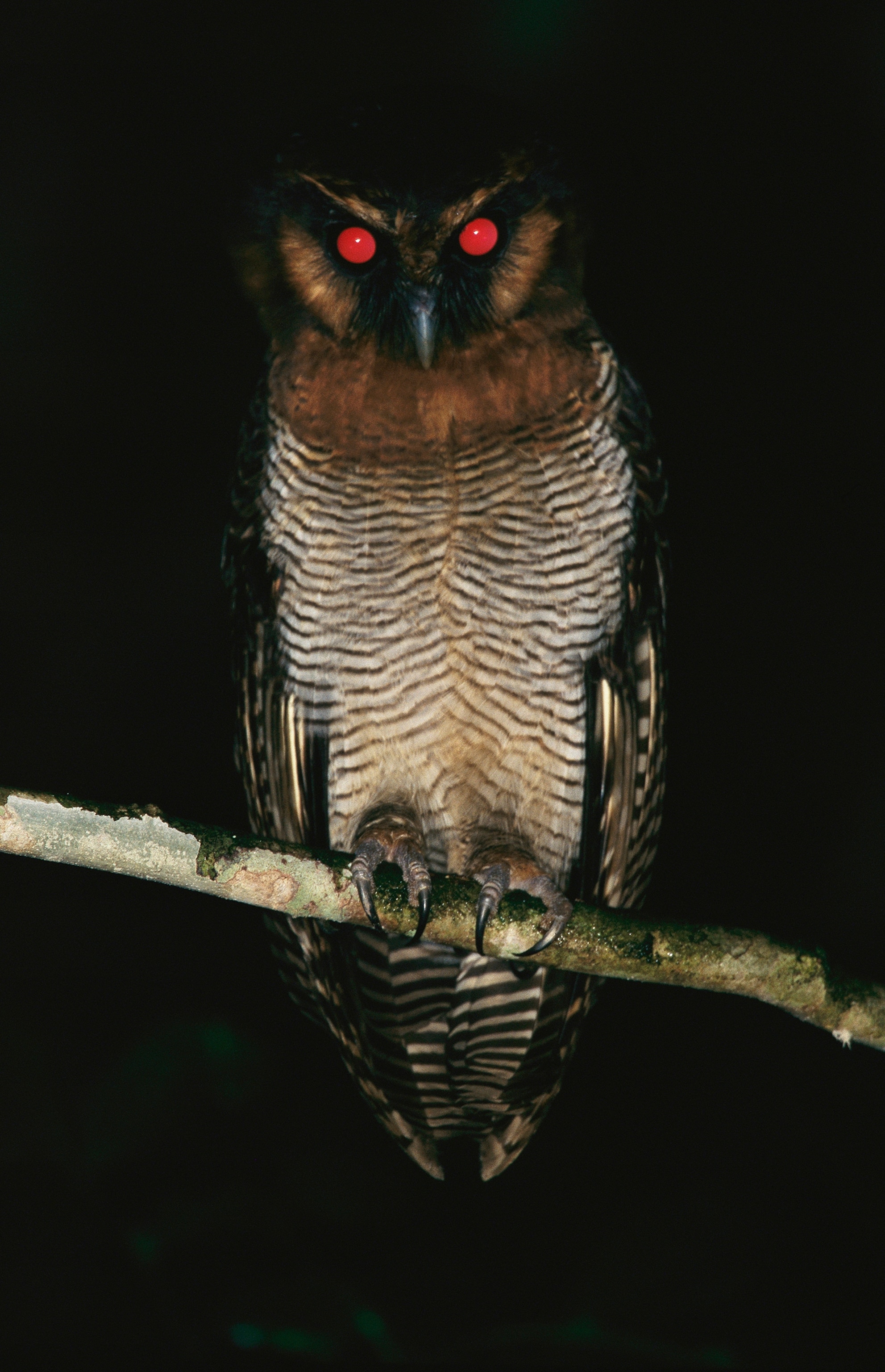 a brown wood owl