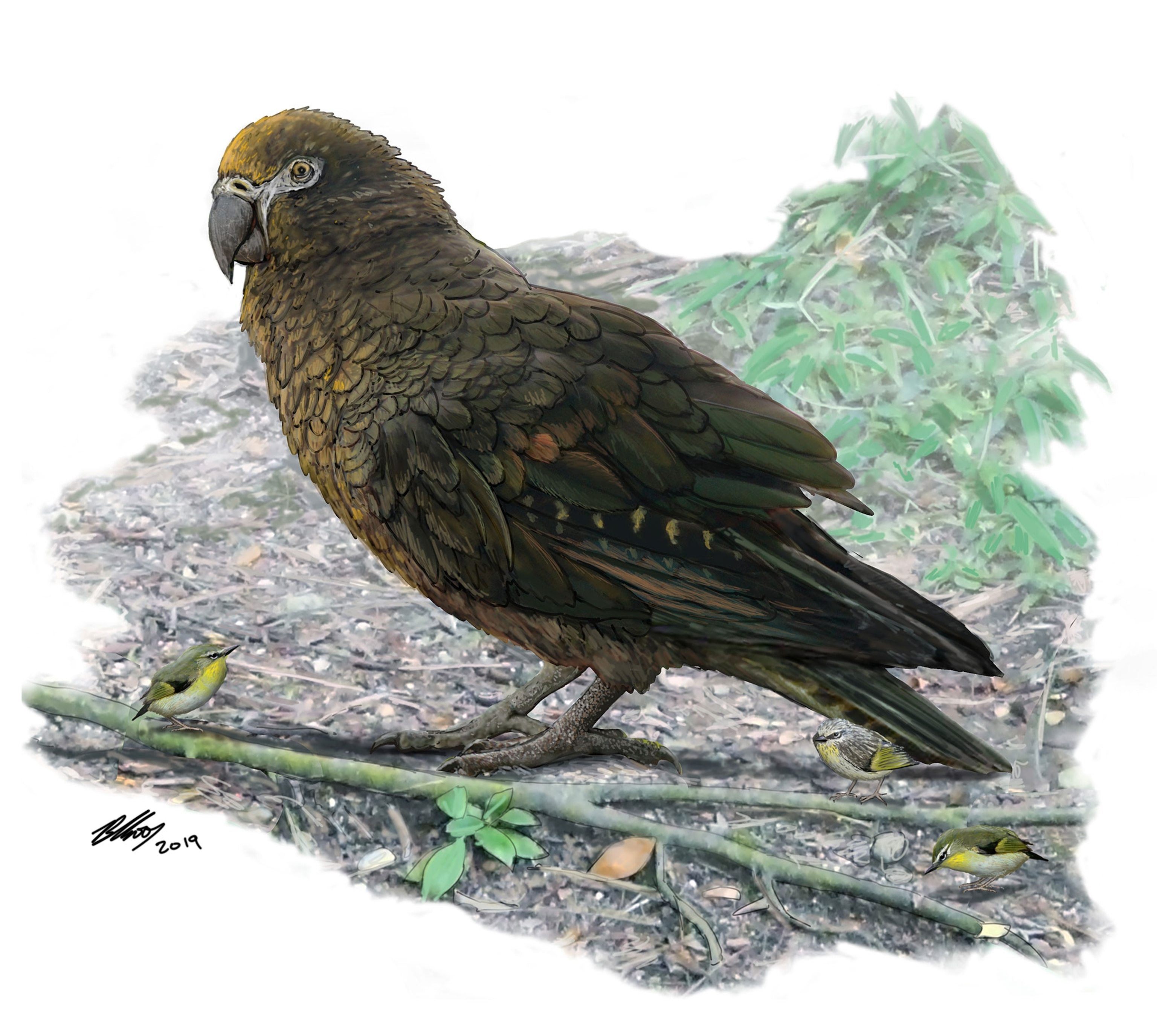 parrot