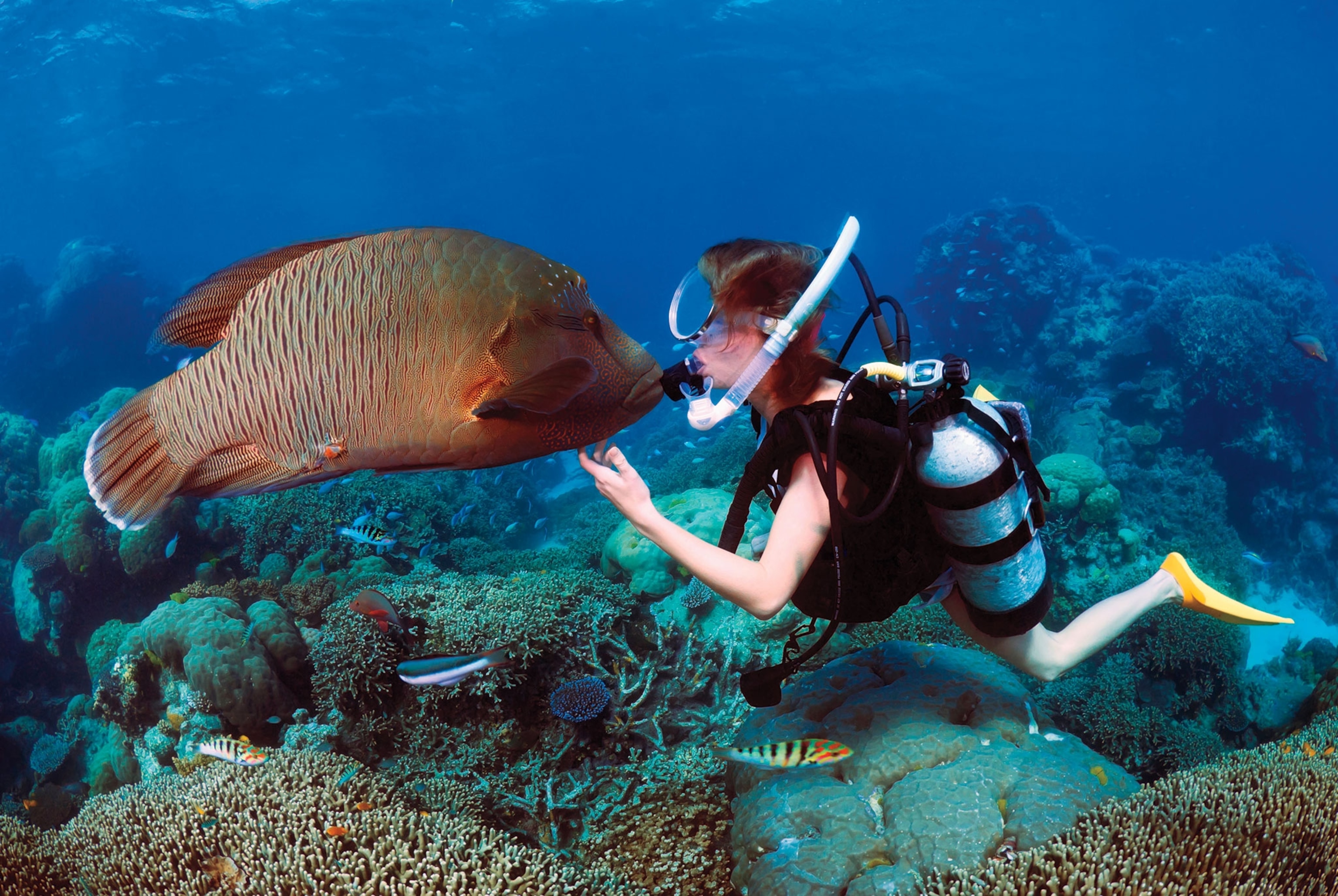 A large fish and a scuba diver underwater with coral around them