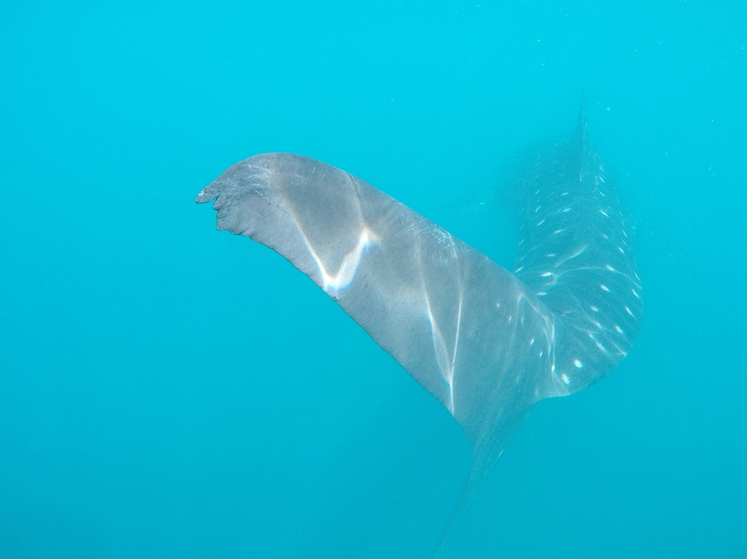 the back fin of a whale shark swimming of the coast of Baja, Mexico