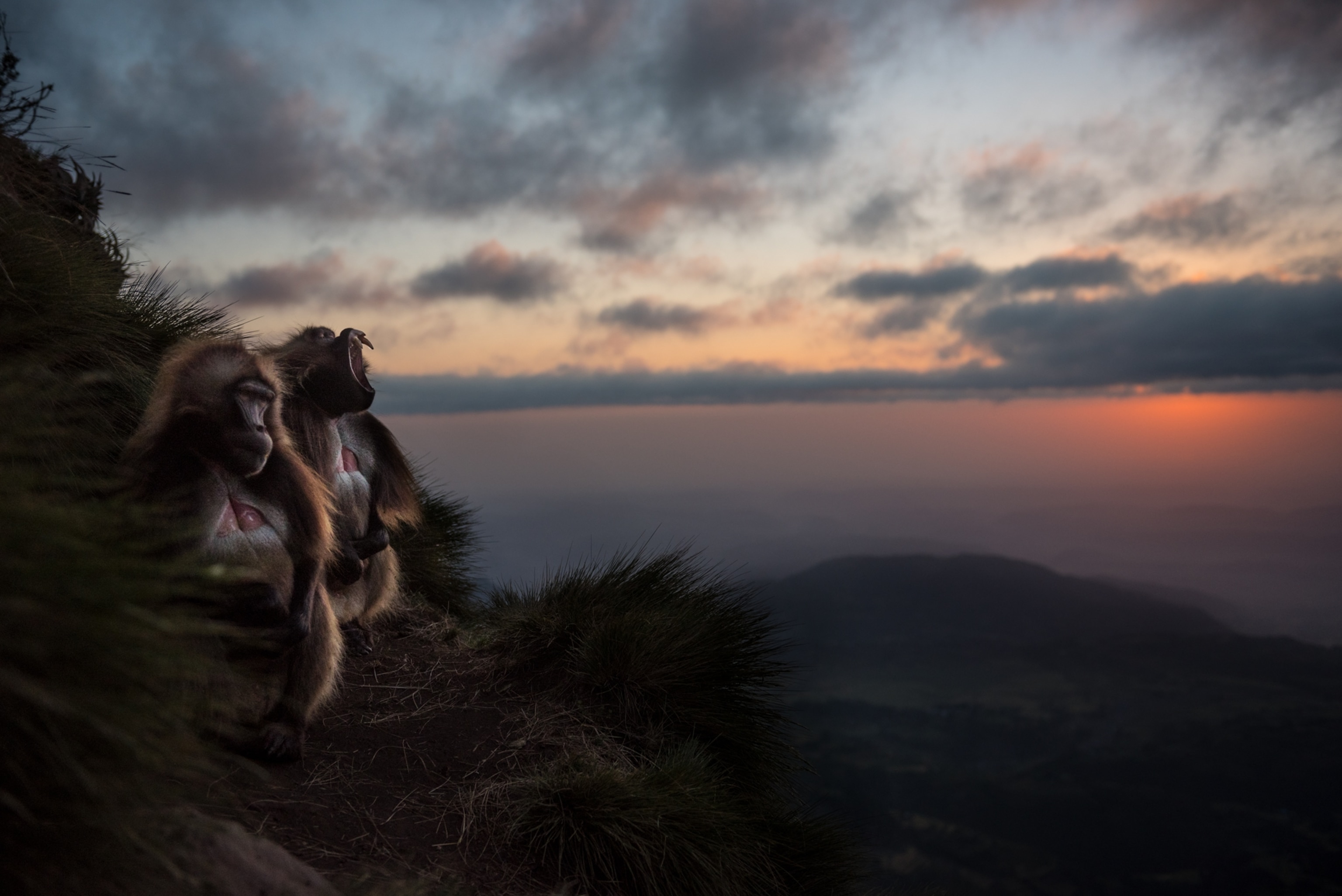 two adult males looking out over a cliff at sunset