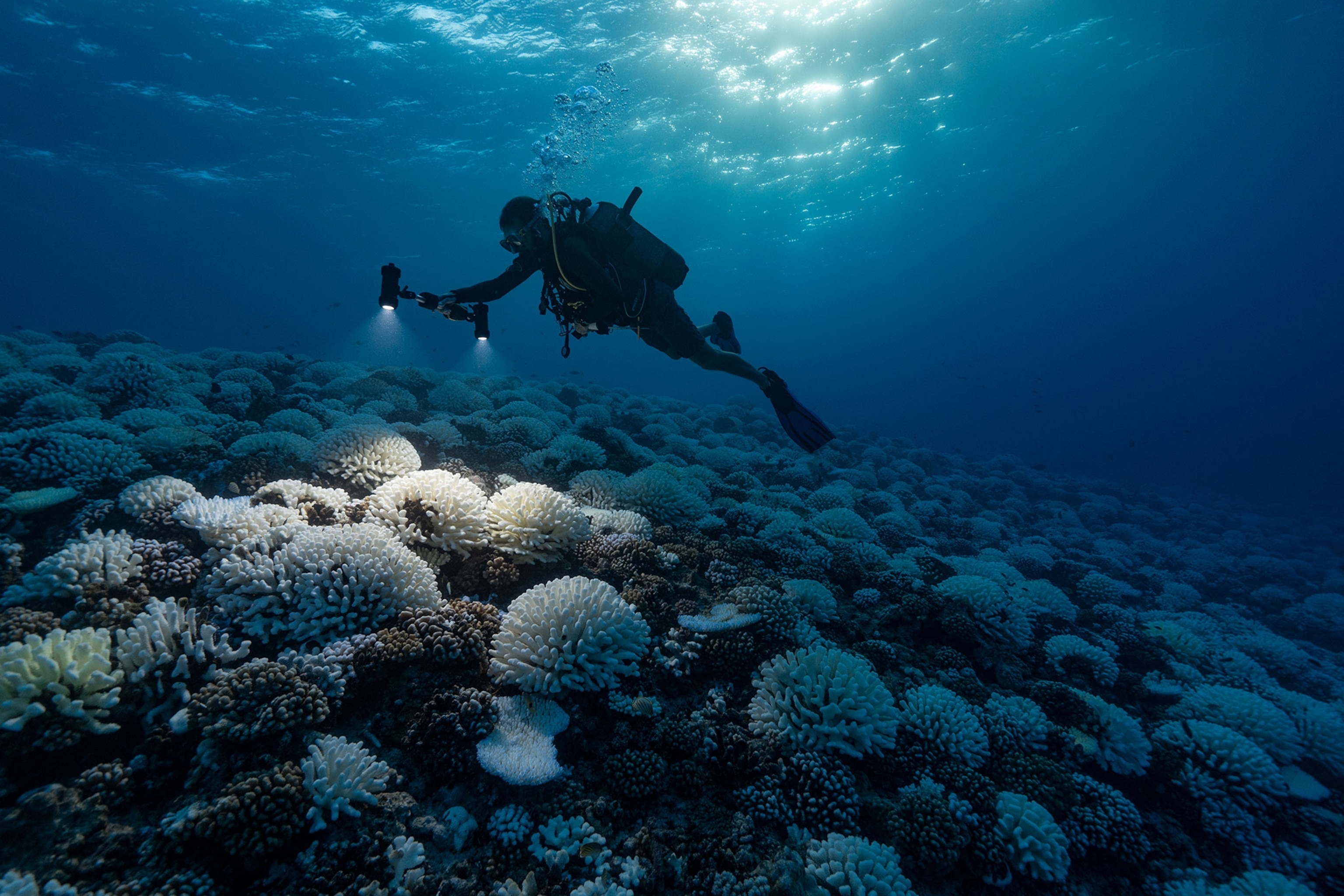 a diver studying coral bleaching in French Polynesia