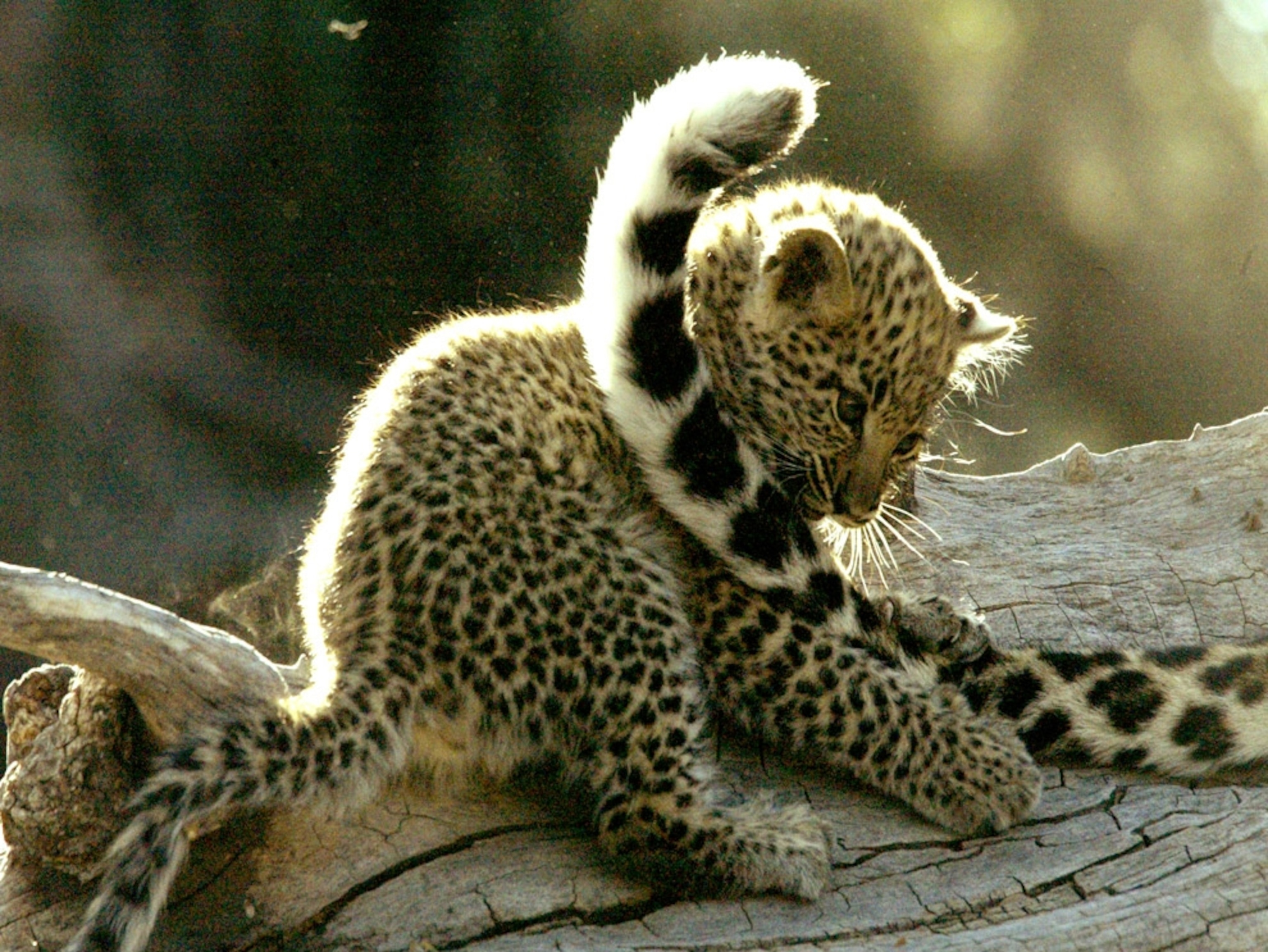 A leopard cub plays with its mother's tail