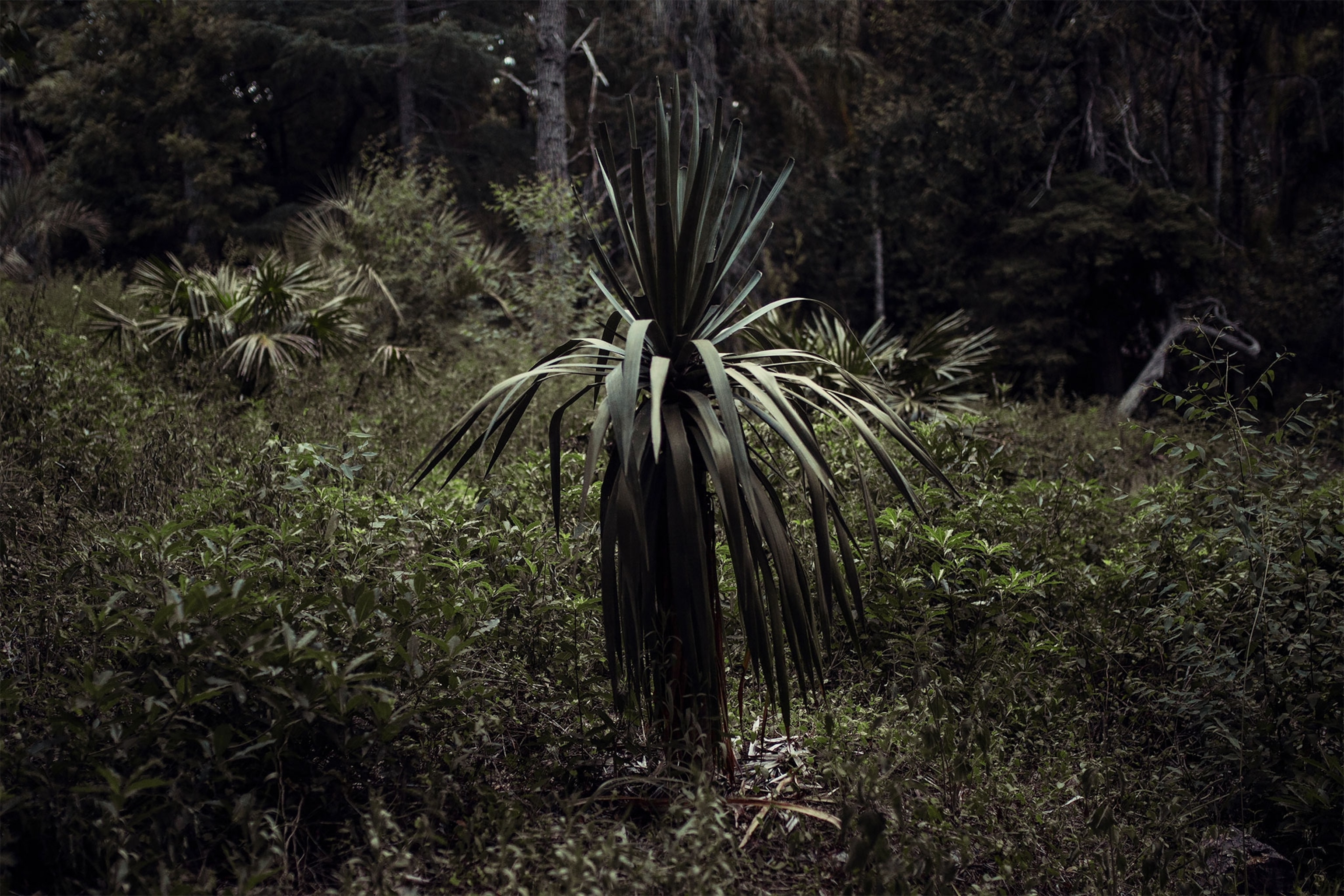 a forest in Uruguay