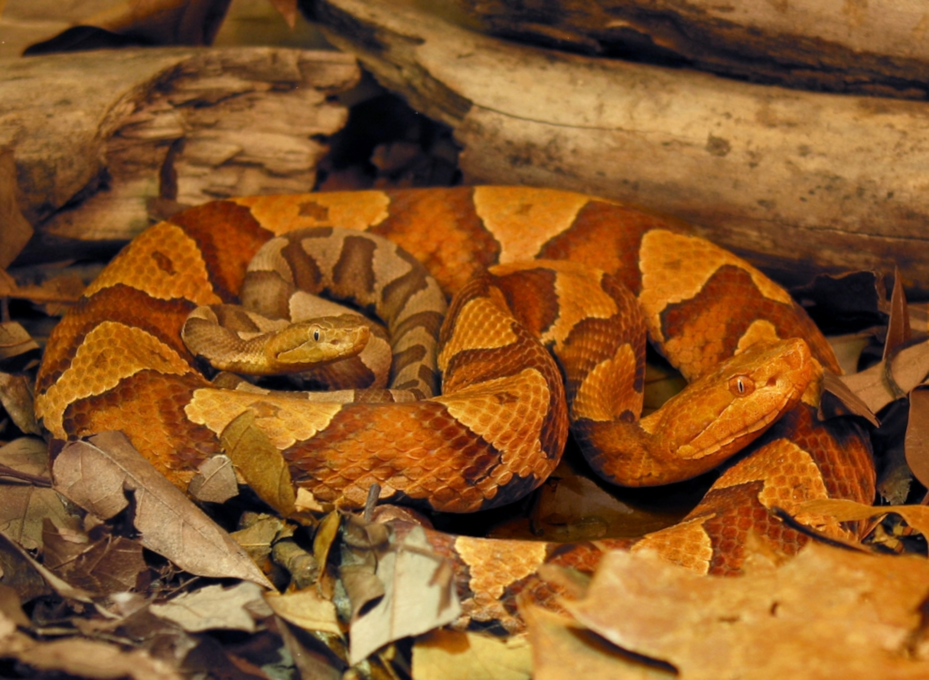 a female copperhead snake and her son