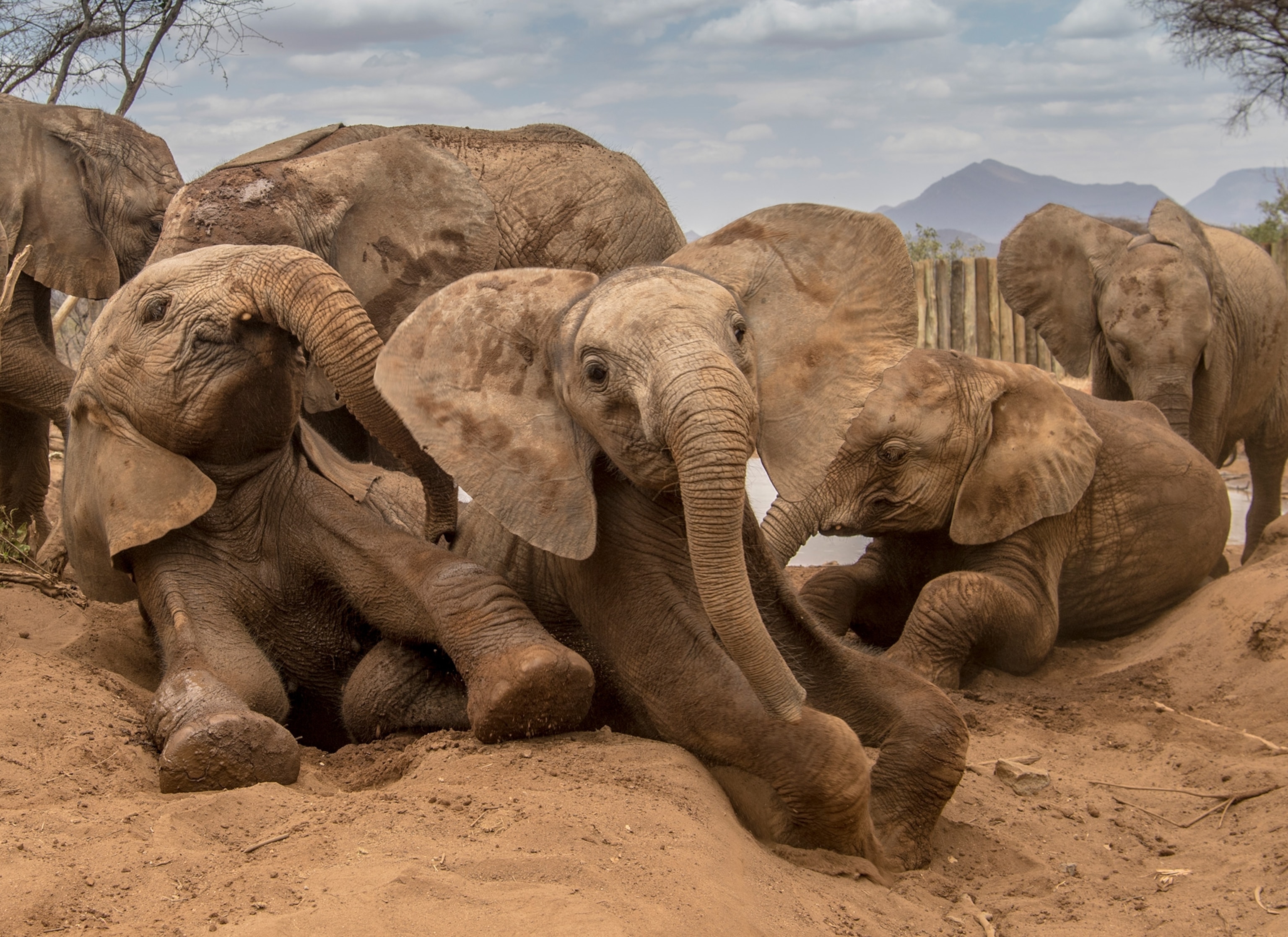 Baby elephants sitting leaning and walking together.