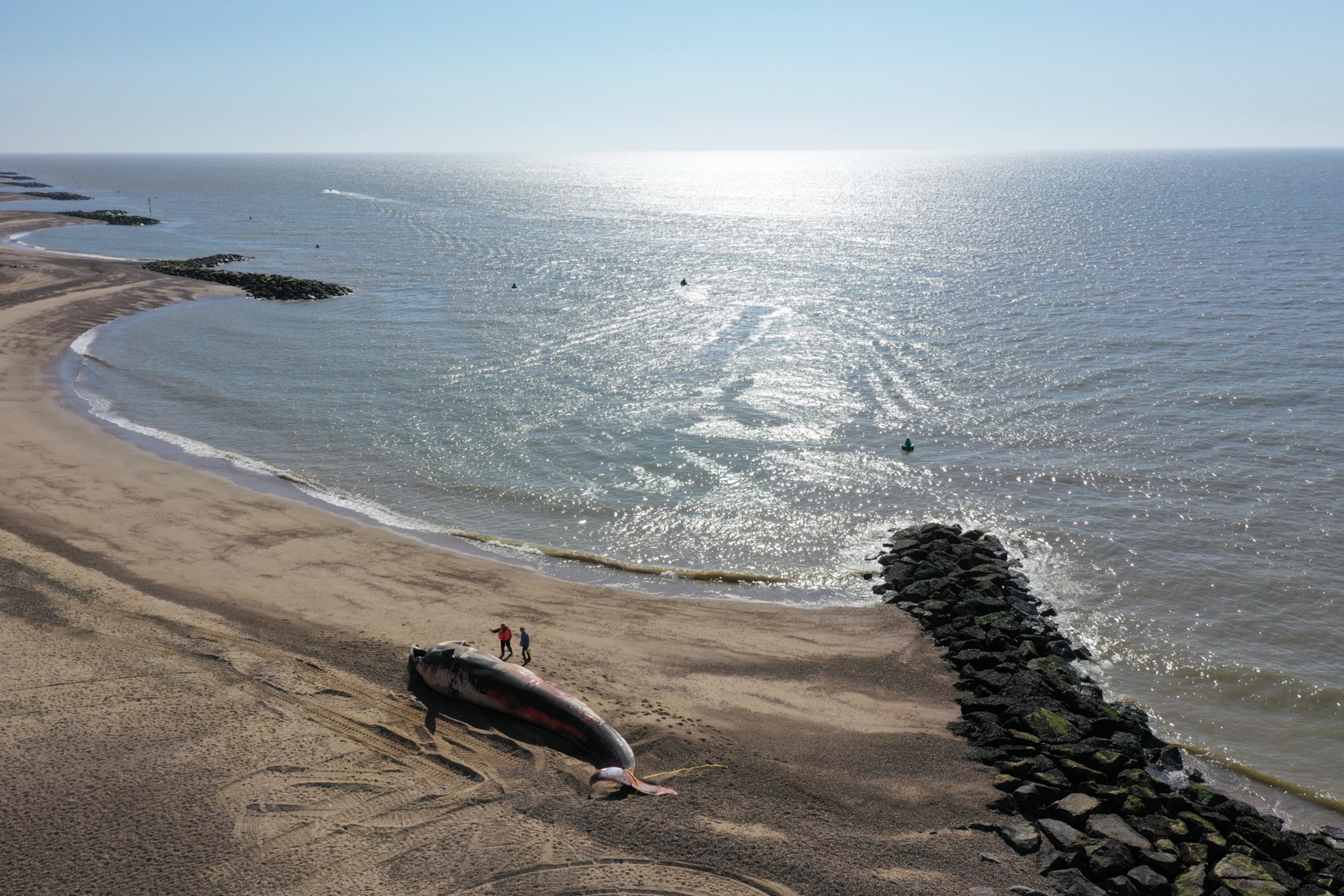 A beached whale from above