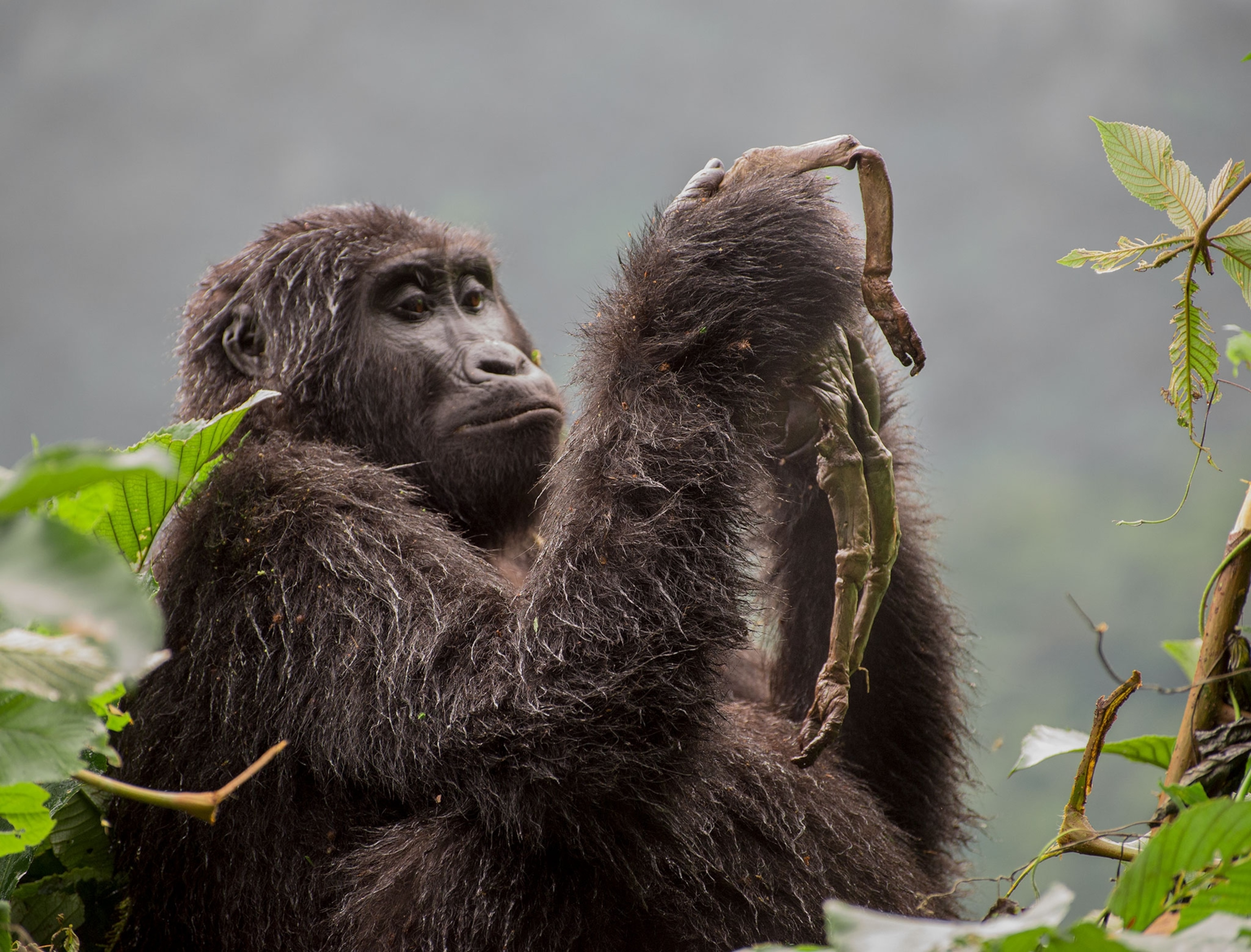 a mountain gorilla