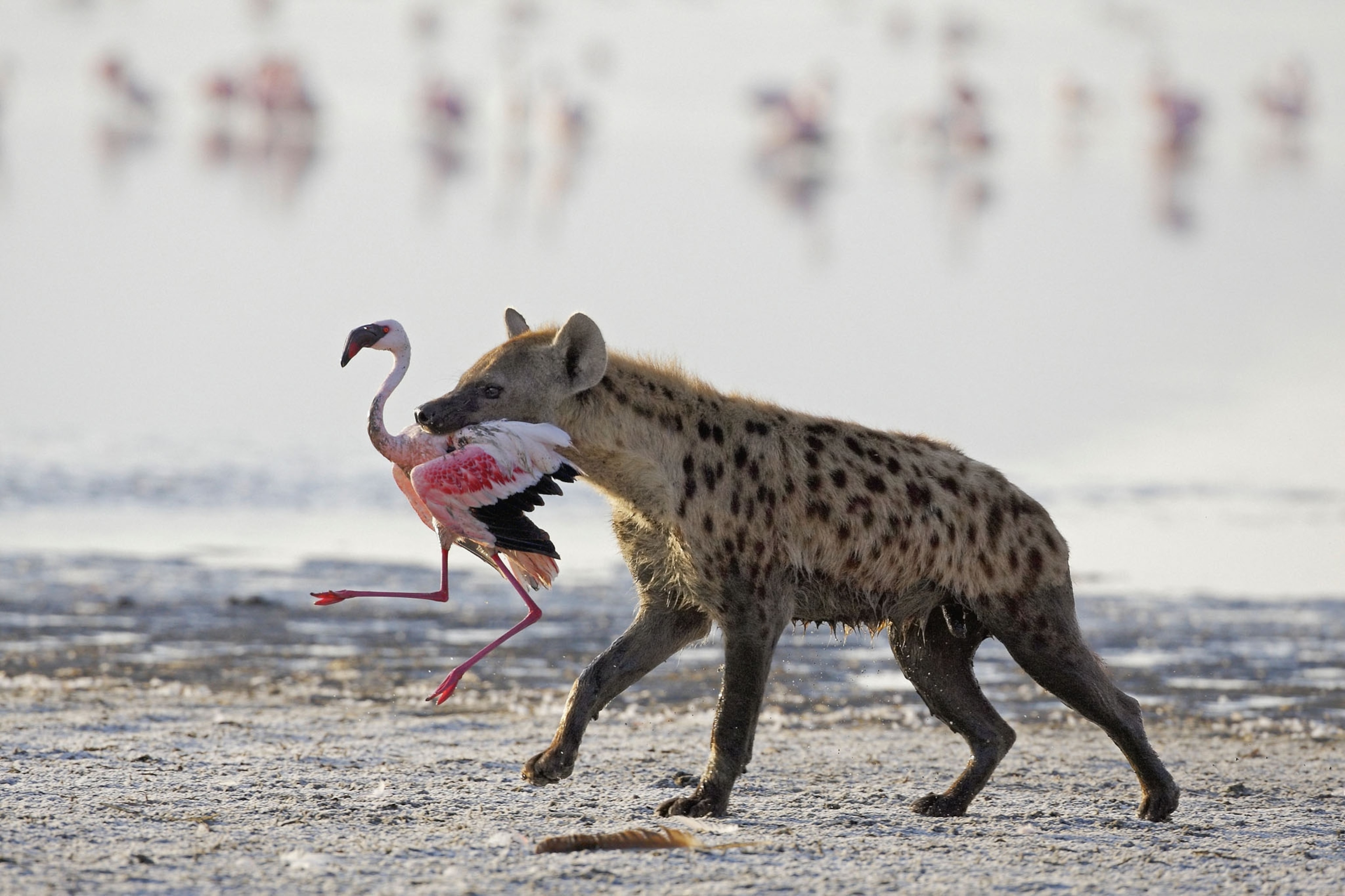 a spotted hyena with a flamingo in his mouth after a successful hunt on a shore of a lake