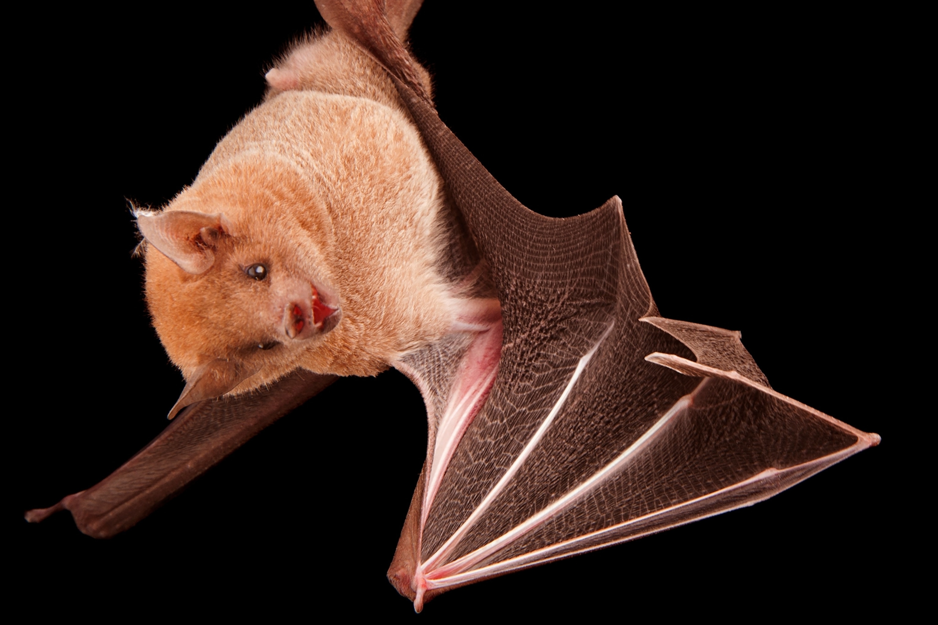 a lesser long nosed bat