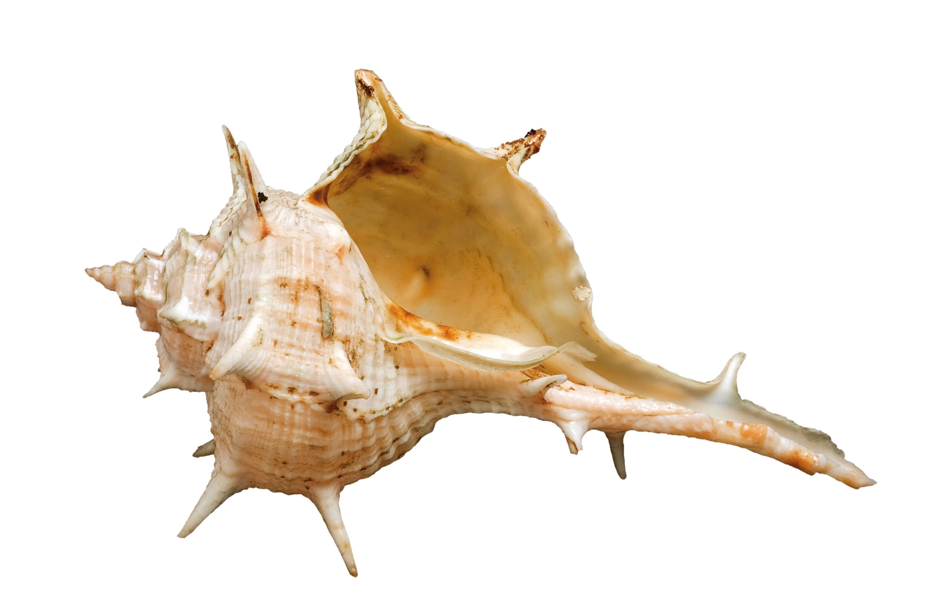 An empty shell