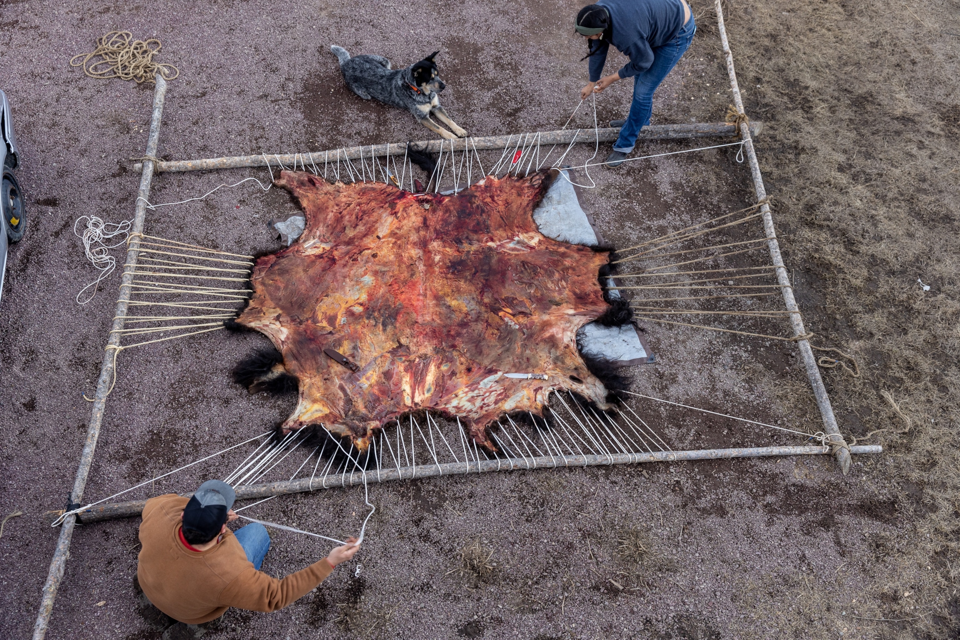 Blackfeet tribal members Wyett Wippert and Christen Falcon work together to stretch their bison hide onto their handmade wooden frame