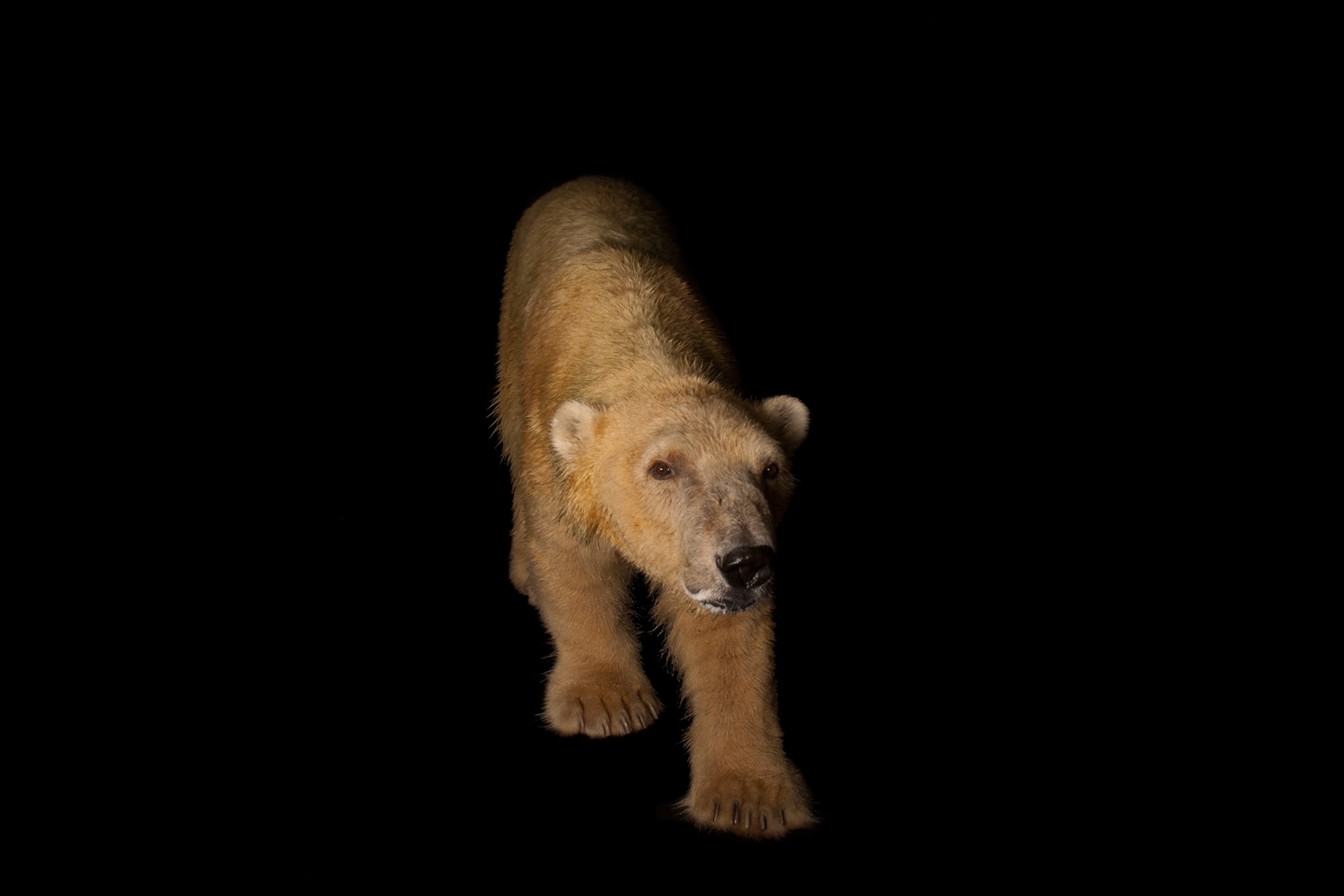 a polar bear, Ursus maritimus, at Tulsa Zoo