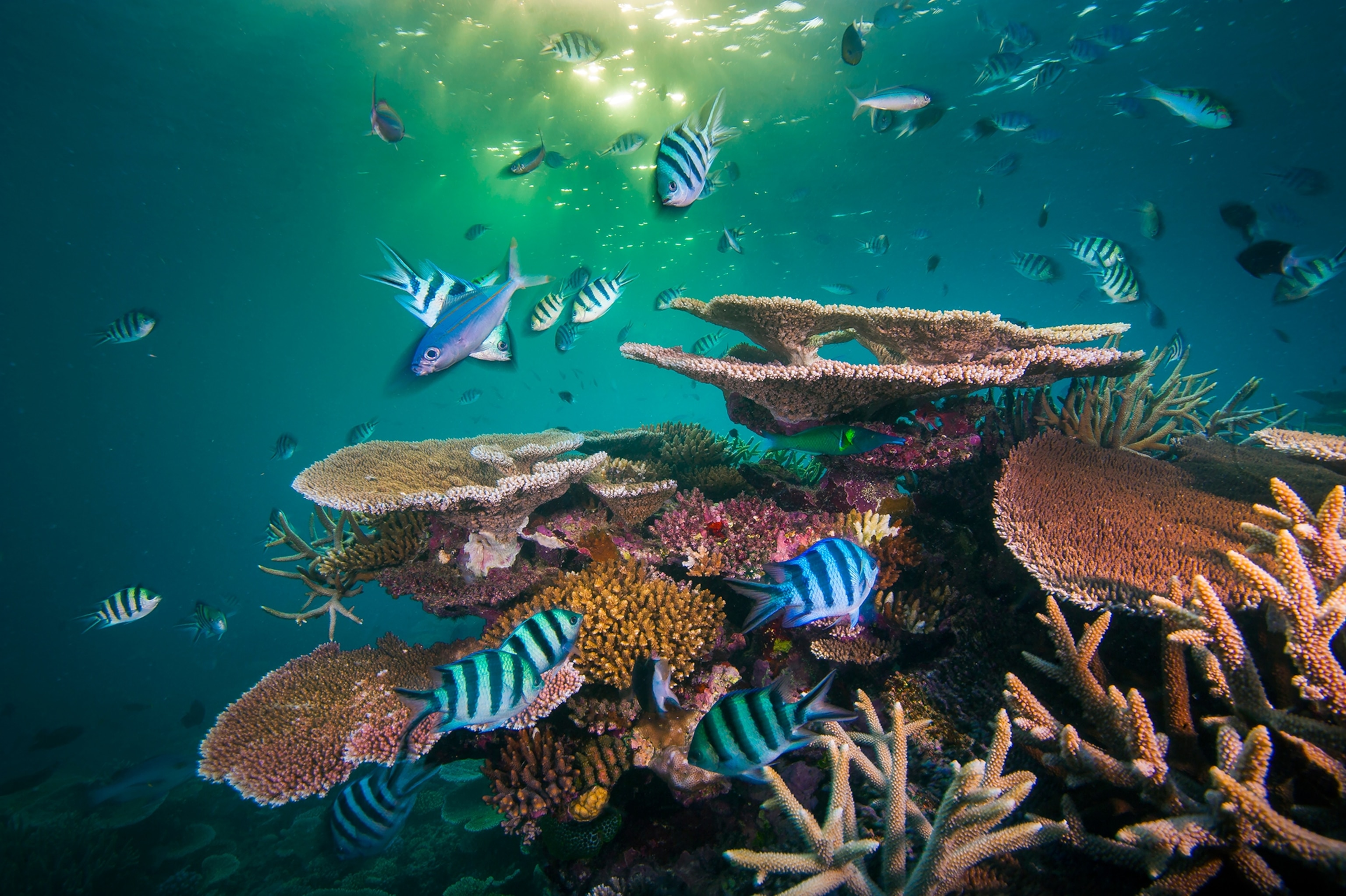 opal reef
