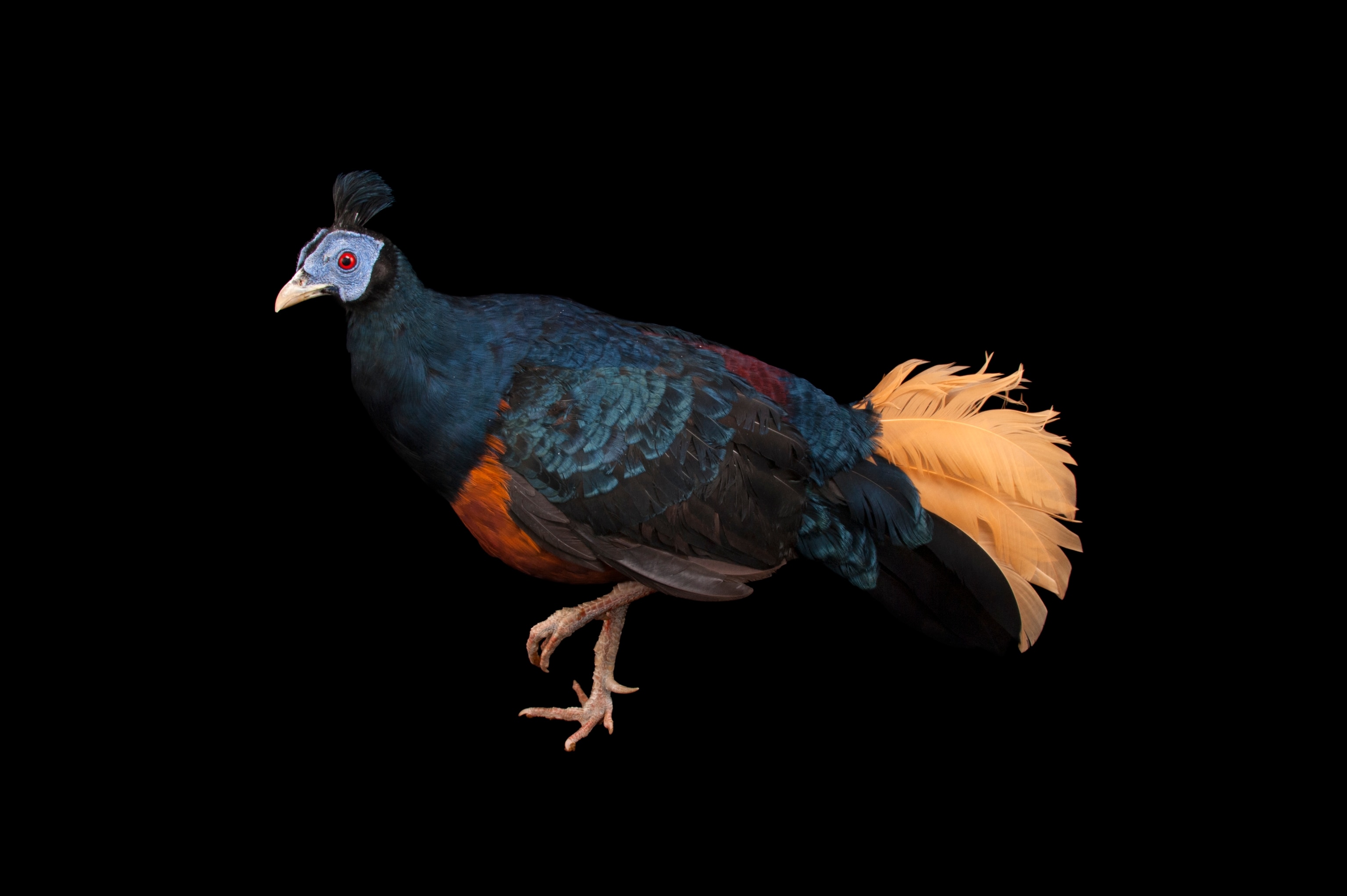 A Bornean pheasent stands with one leg up red eye framed by a soft blue and contrastrasted by rich blue and black freathers a short crown atop it's head and soft beige feathers flare at its tail.