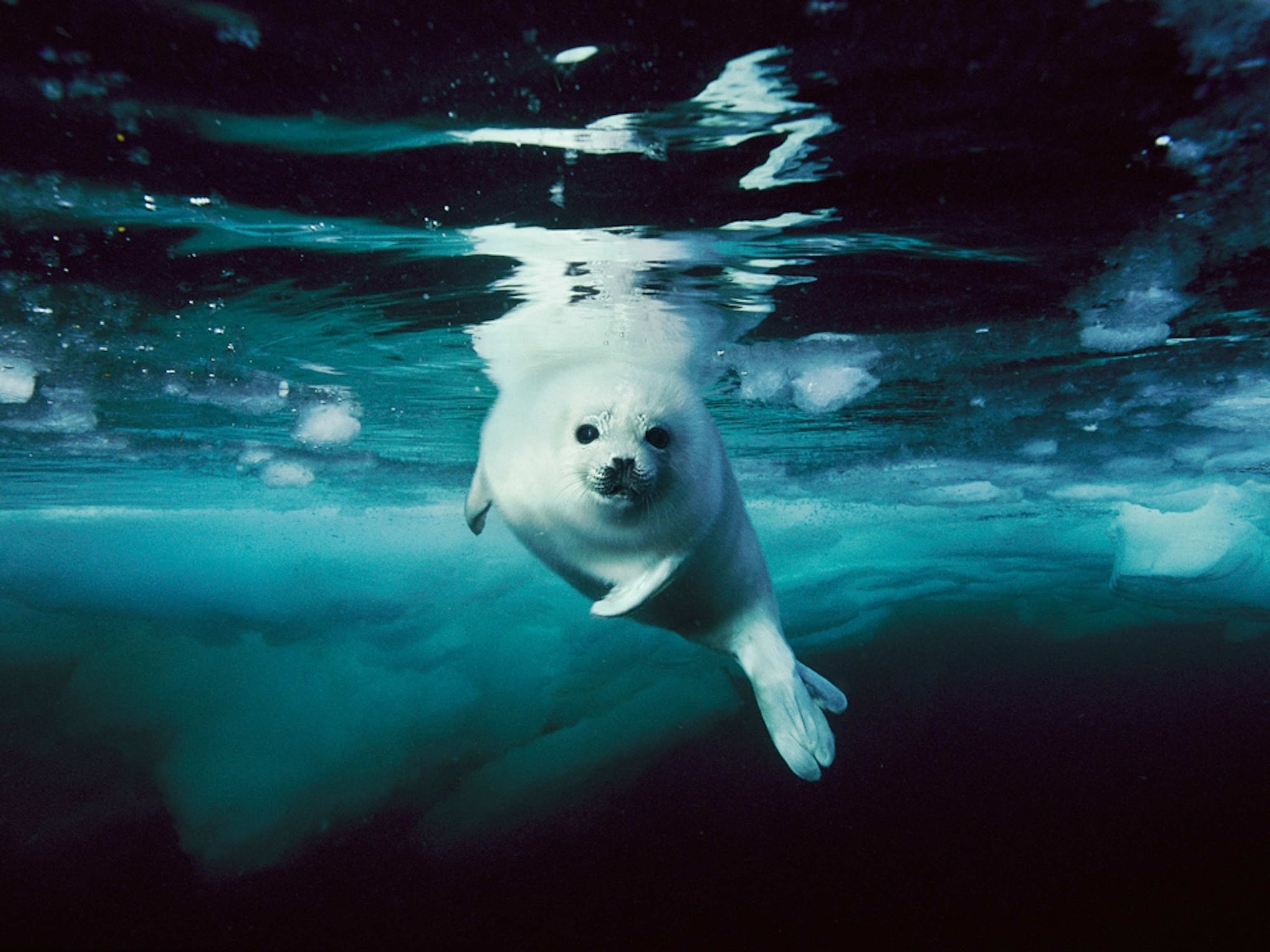 Harp Seal, Canada