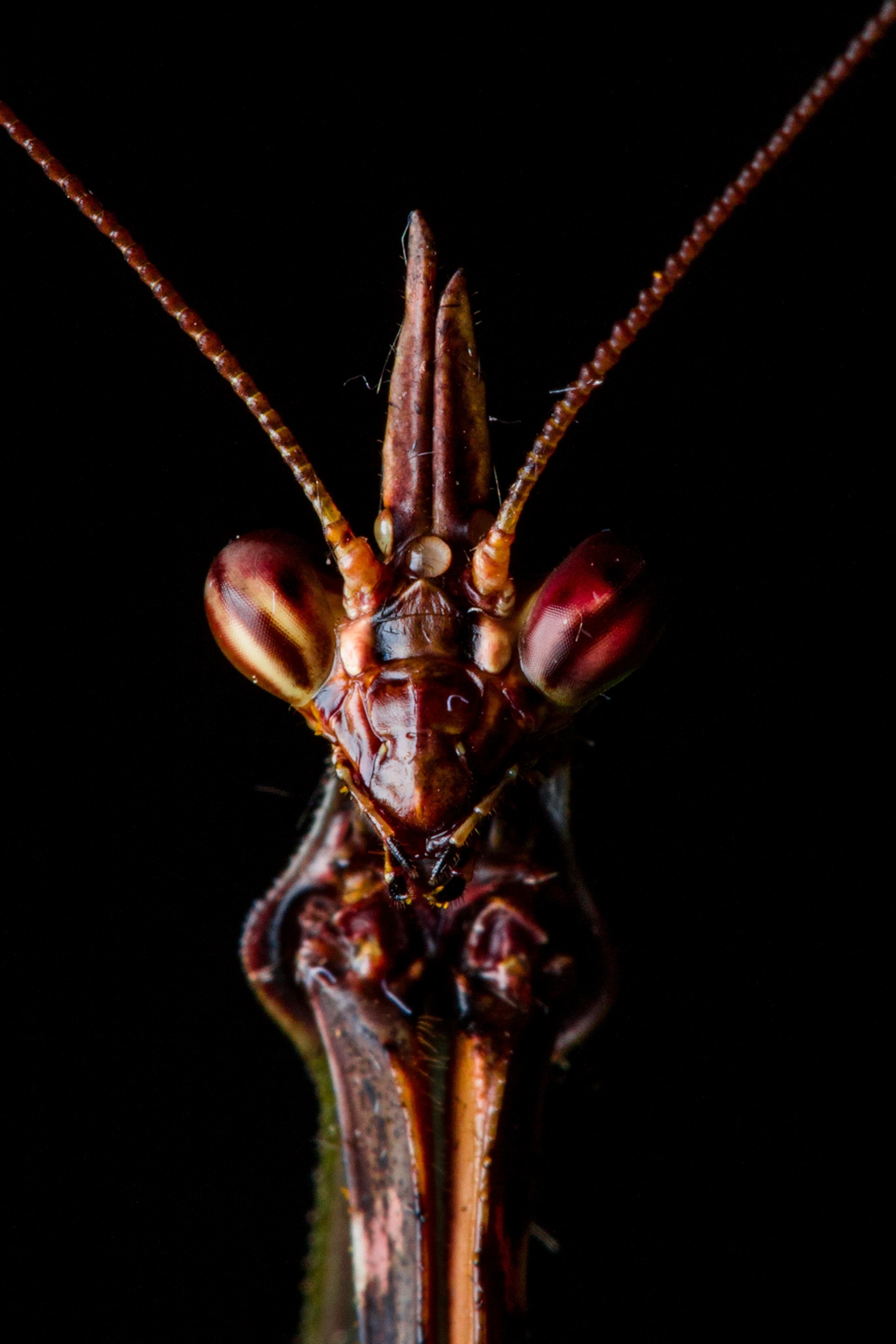 a praying mantis