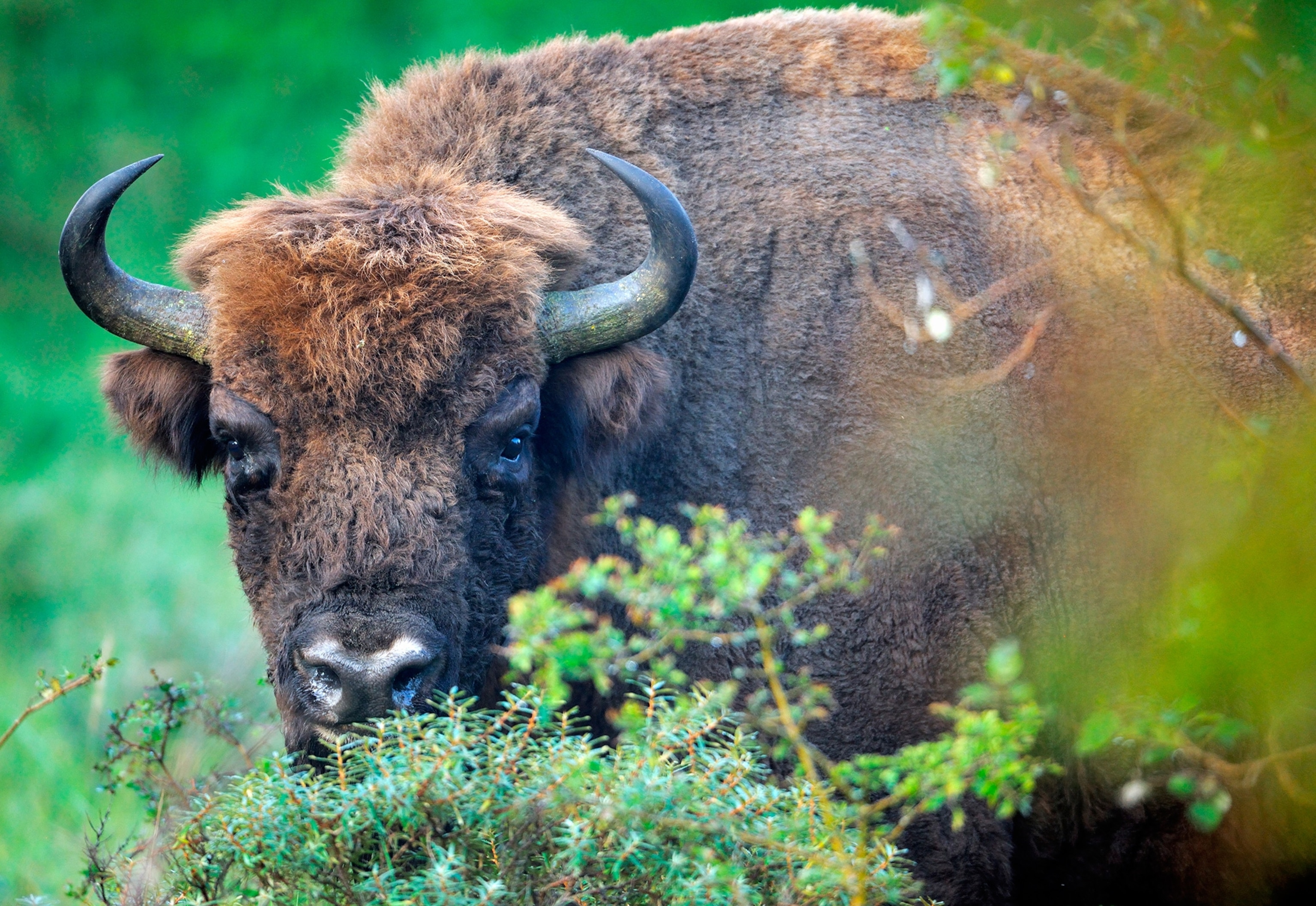 bison in bushes