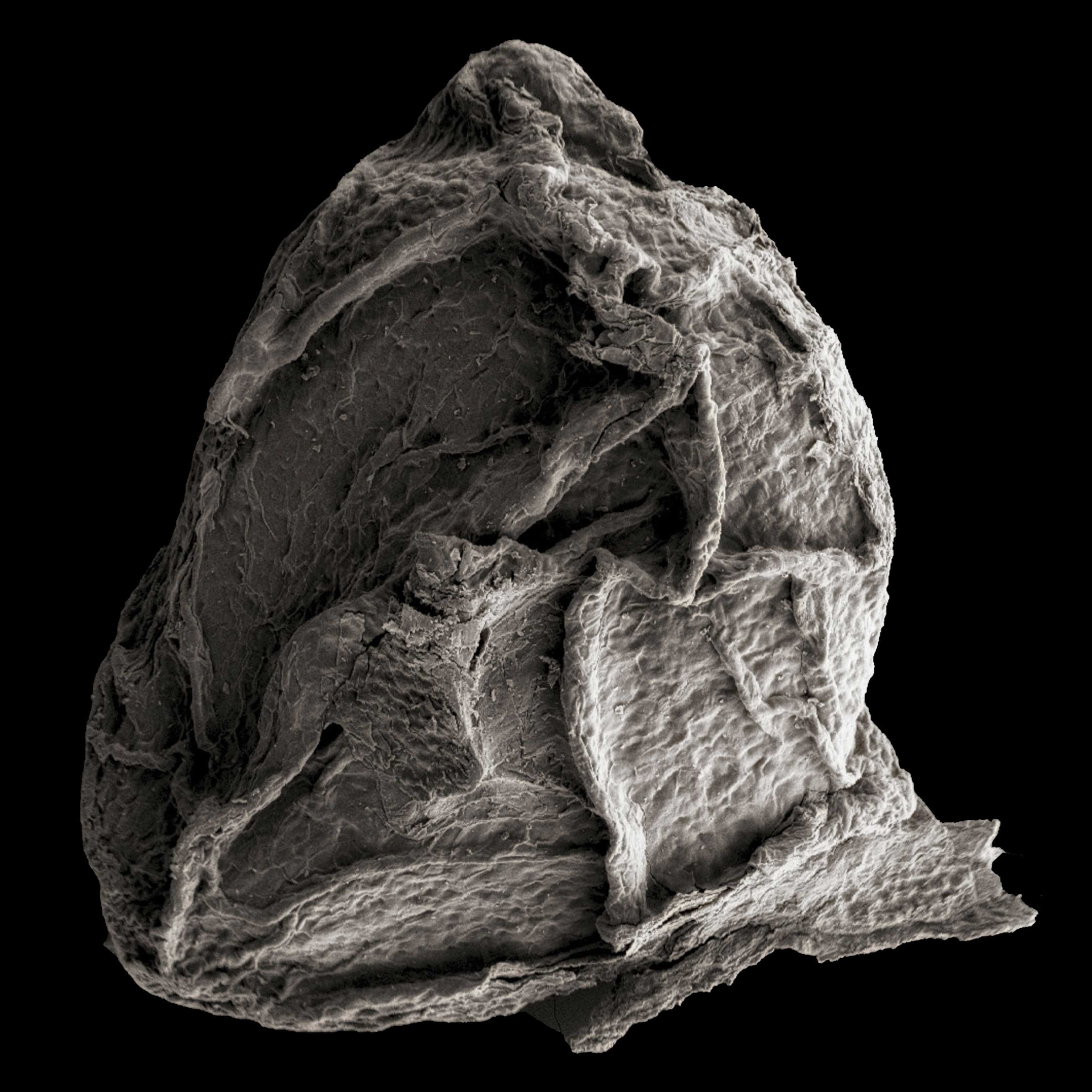 SEM of tomato seed