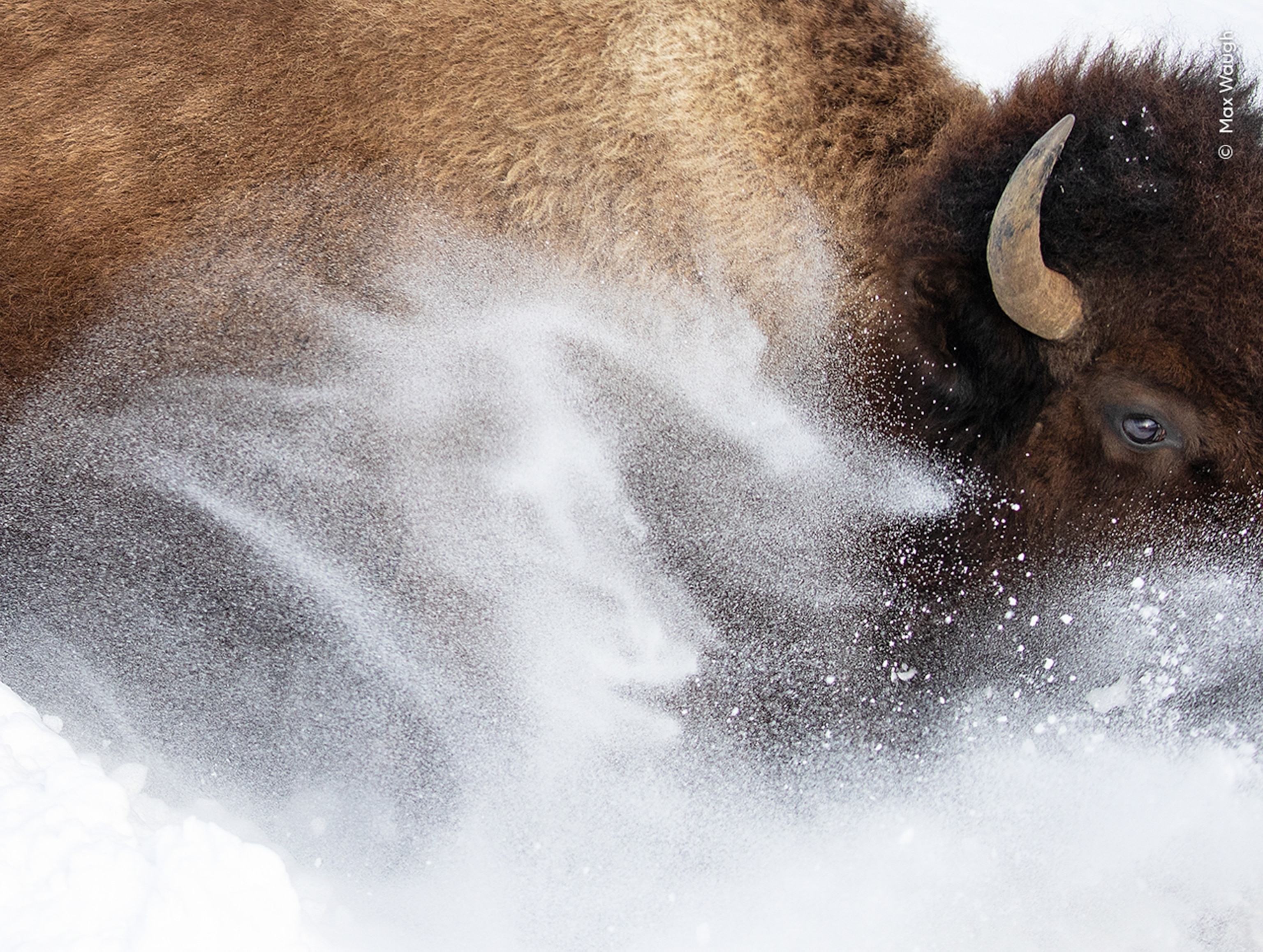 A tight view of a bison, showing part of its face and torso, as it kicks up a flurry of snow.